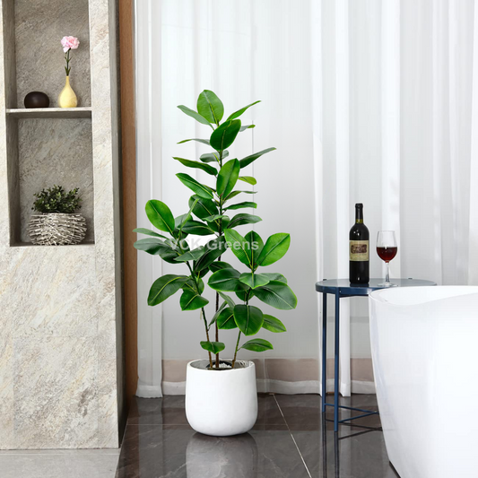 Artificial Rubber Plant 5ft With Pot