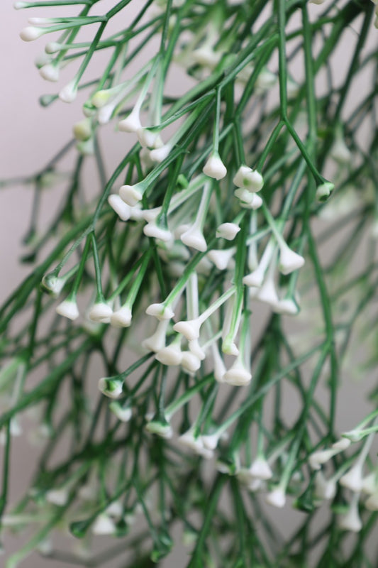 Artificial White Filler Hanging Creepers 2.5ft