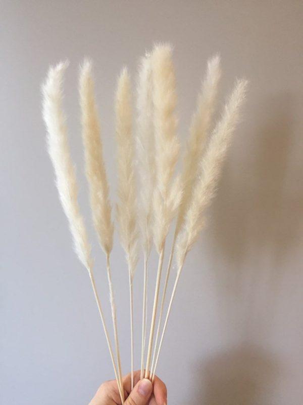 Dried Mini Pampas Grass (Pack of 10Stick)