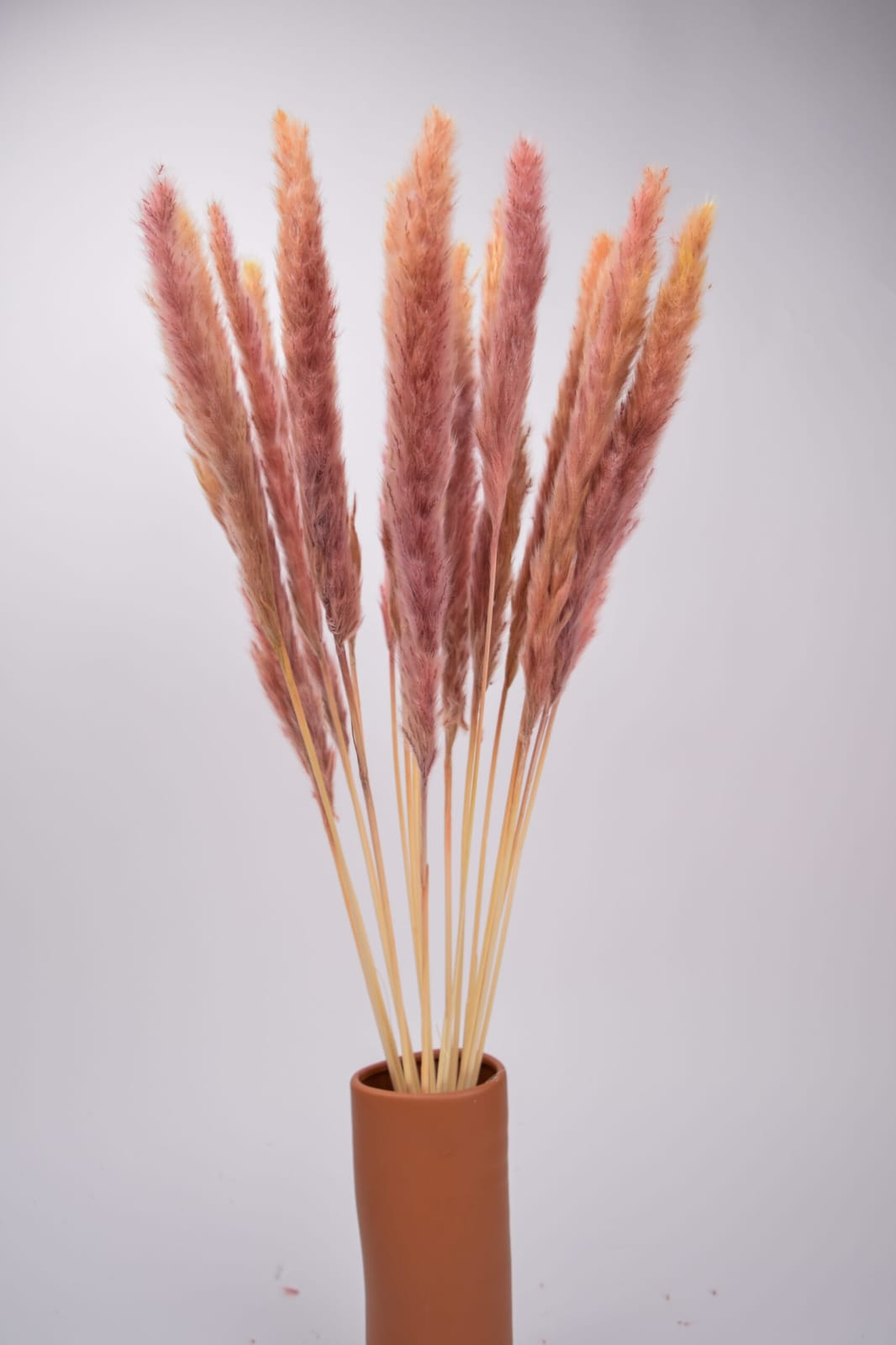 Dried Mini Pampas Grass (Pack of 10Stick)