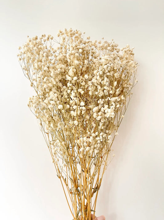 Preserved Dried Baby’s Breath Bunch