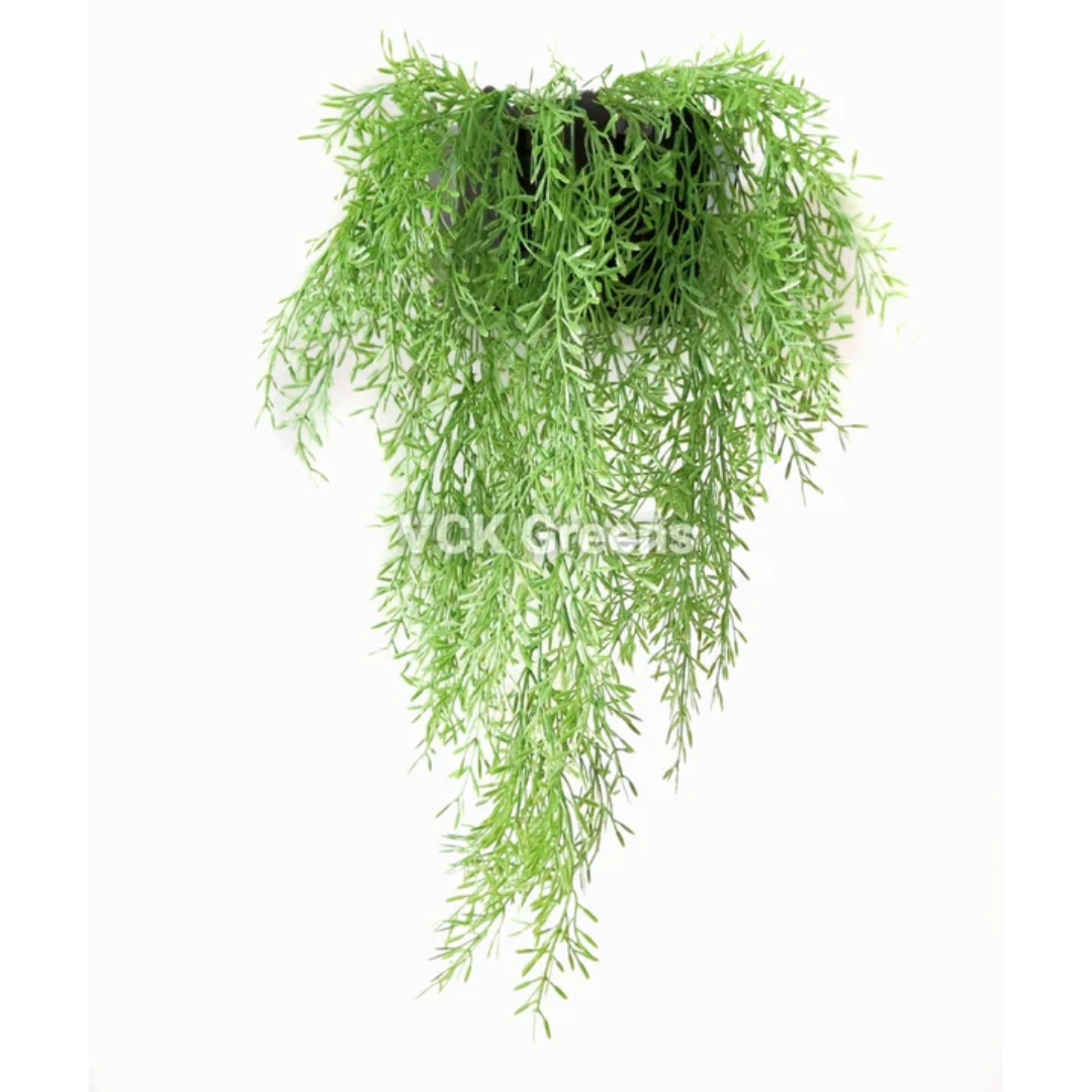 creeper hanging plants Artificial Asparagus Hanging Creeper (75cm, 1 Piece) – VCK Greens