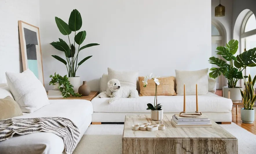 The Evergreen Charm of Artificial Plants
