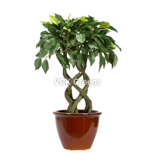 Artificial Ficus Leaf Bonsai 1.4ft