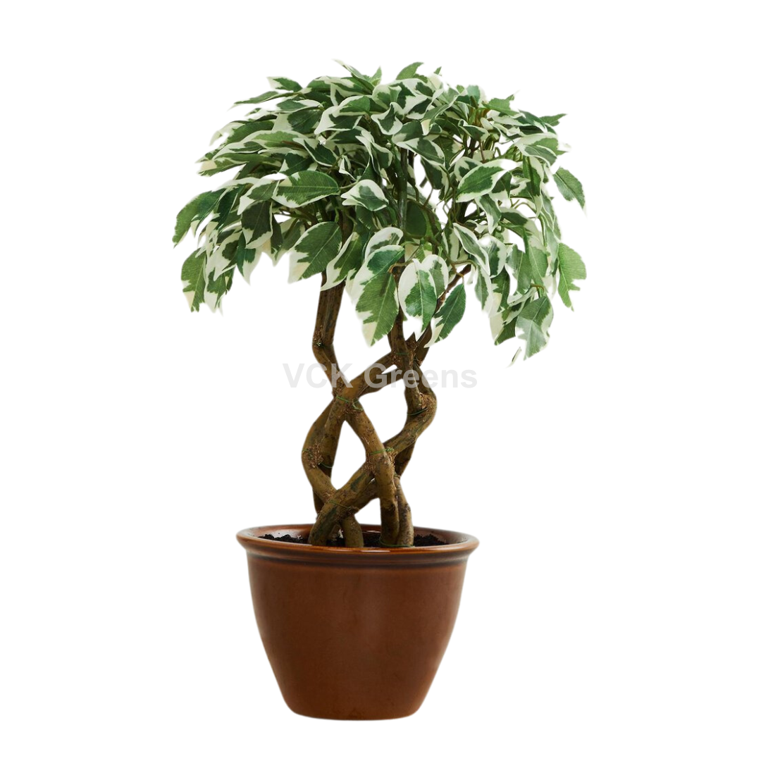 Artificial Ficus Leaf Bonsai 1.4ft