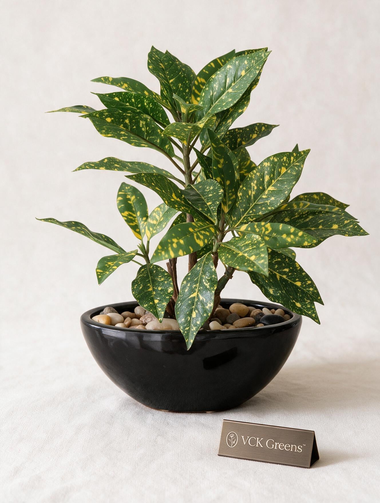 Artificial Croton Bonsai 1ft