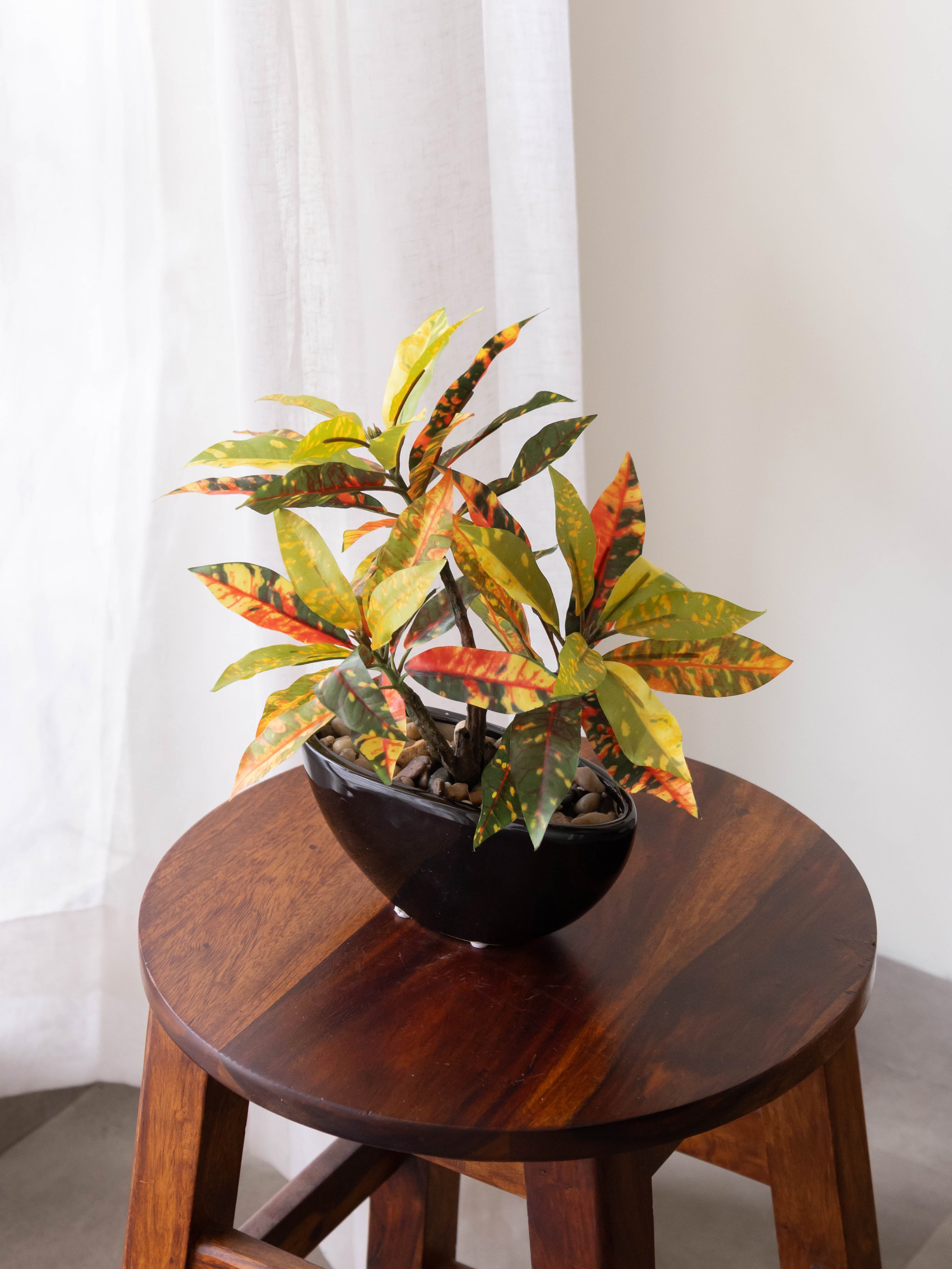 Artificial Croton Bonsai 1ft