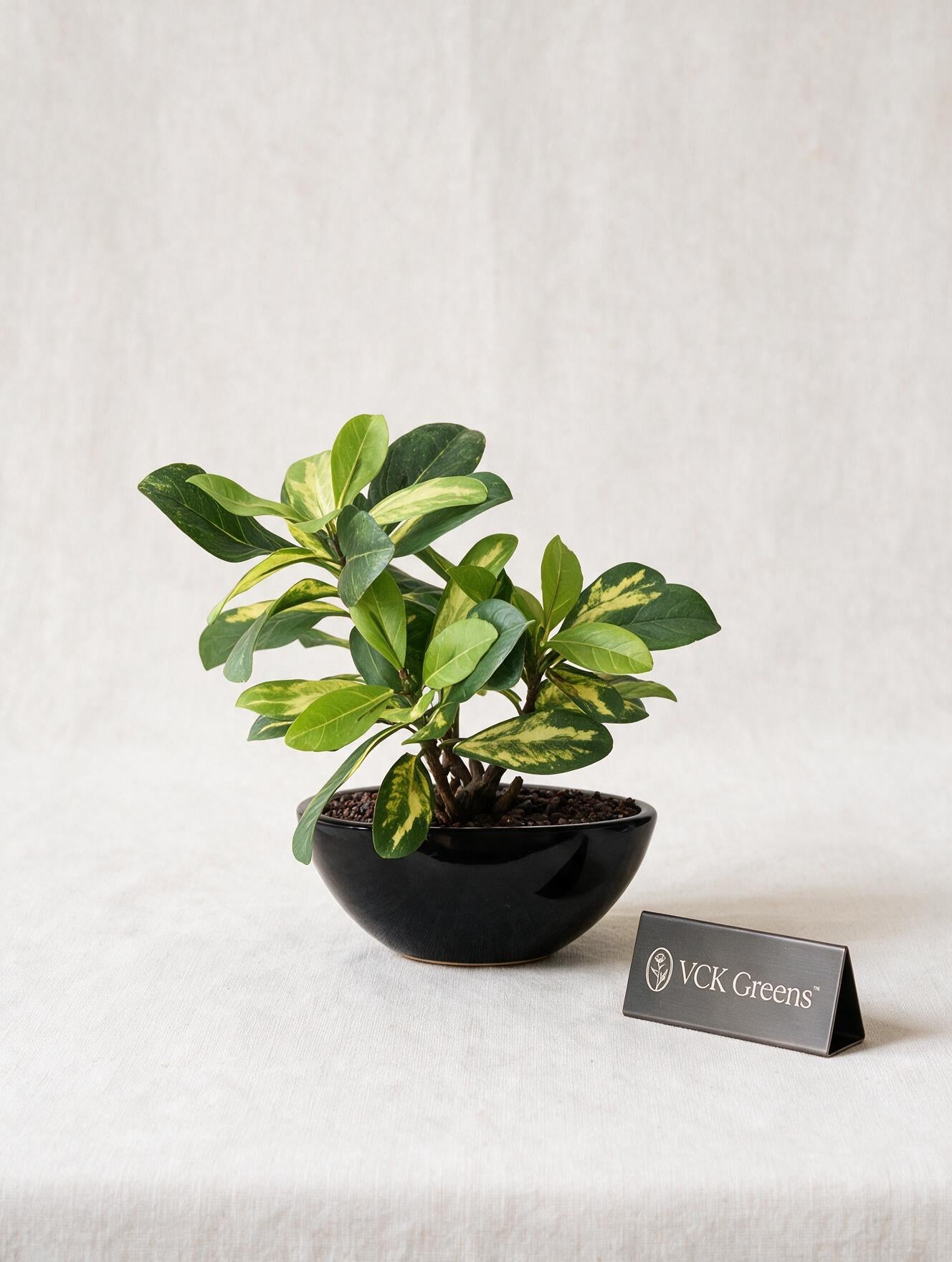 Artificial Variegated Schefflera Bonsai 1ft