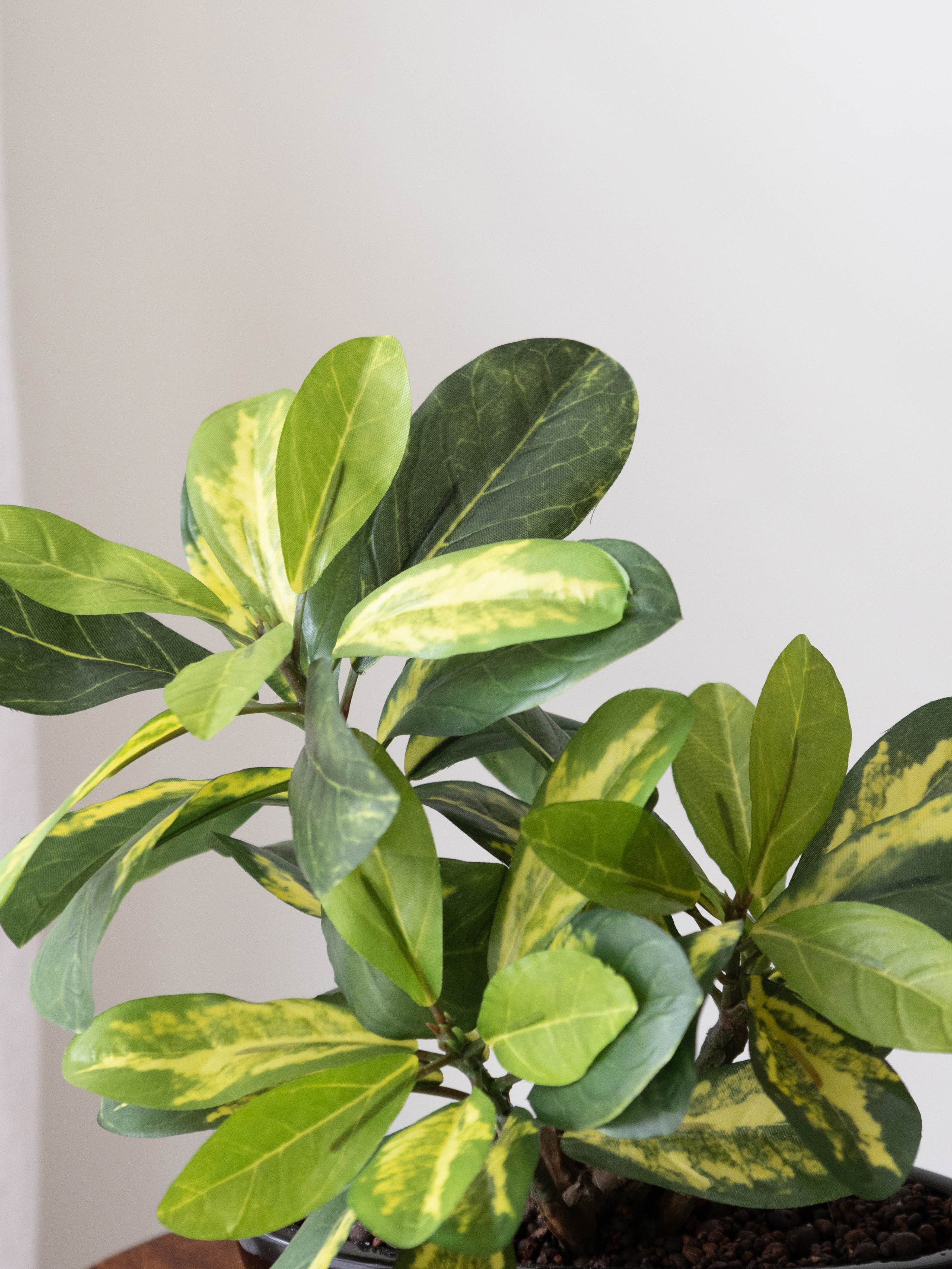 Artificial Variegated Schefflera Bonsai 1ft
