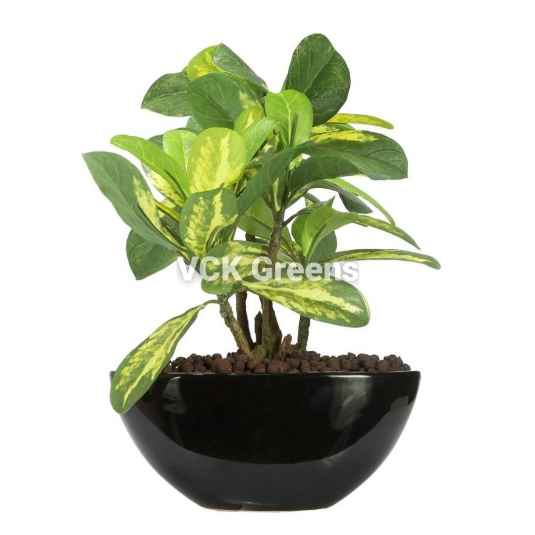 Artificial Bonsai Plants with Ceramic Vase (1 Feet)