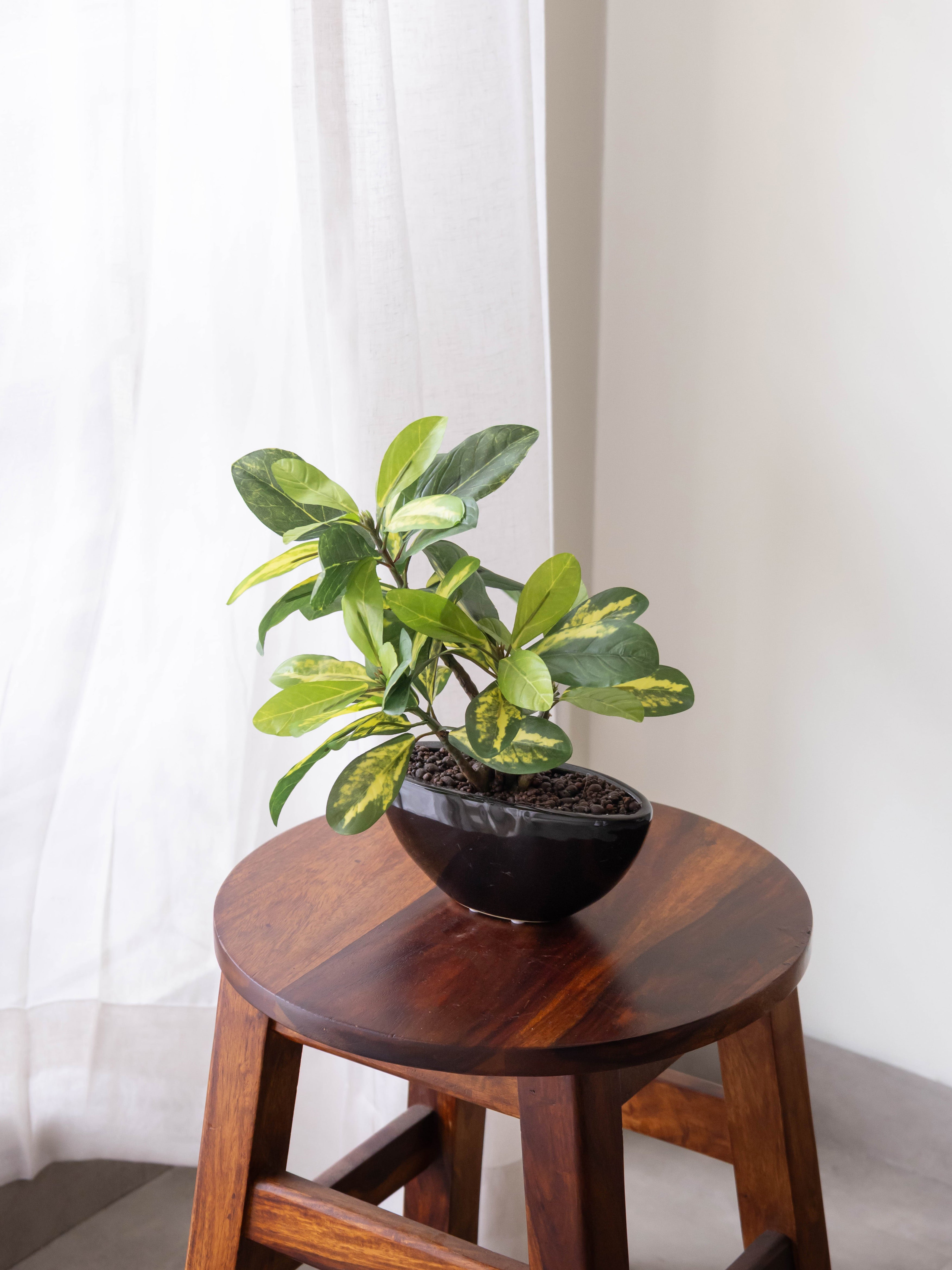Artificial Variegated Schefflera Bonsai 1ft