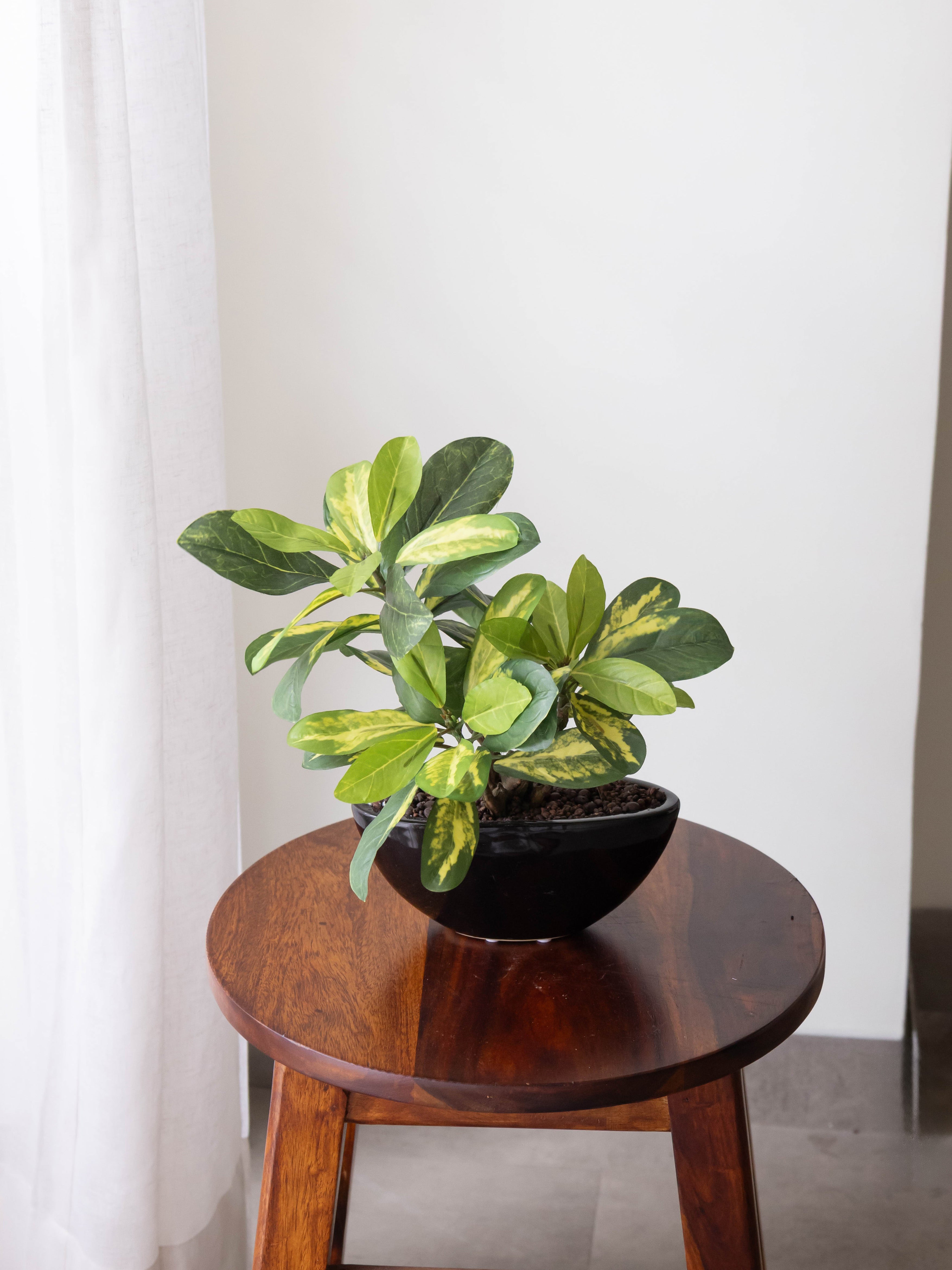 Artificial Variegated Schefflera Bonsai 1ft