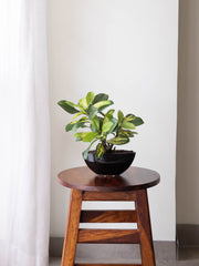 Artificial Variegated Schefflera Bonsai 1ft