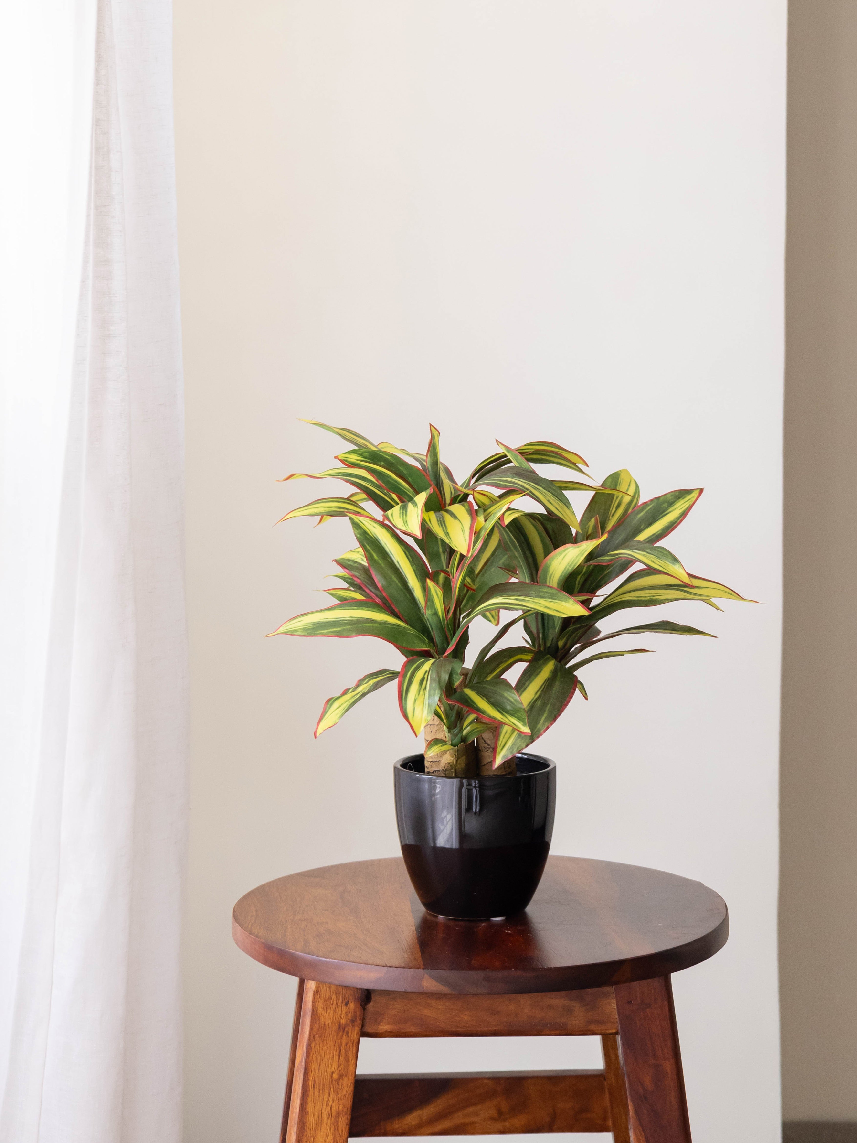 Artificial Dracaena Plant Bonsai 1.2ft