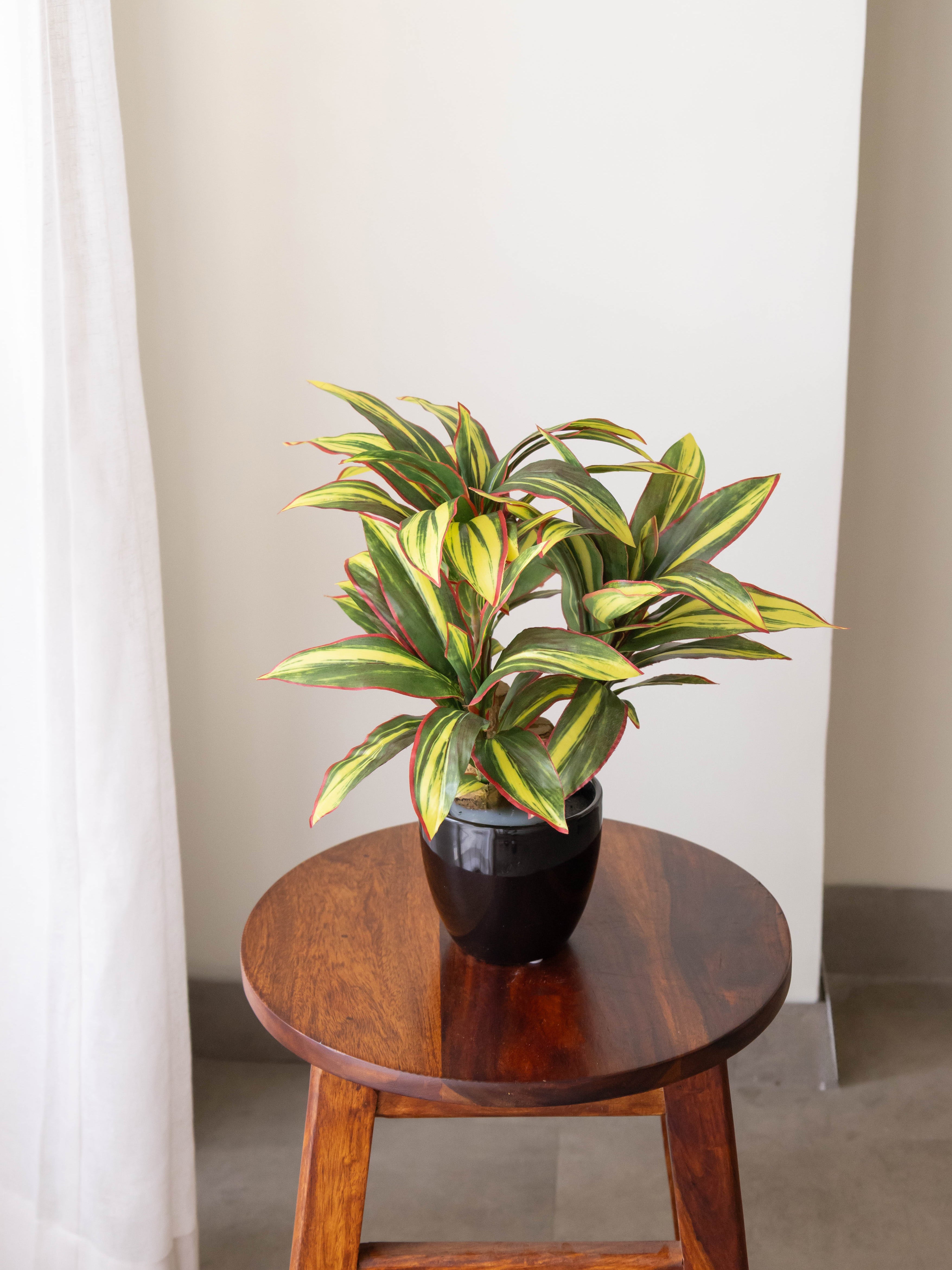 Artificial Dracaena Plant Bonsai 1.2ft