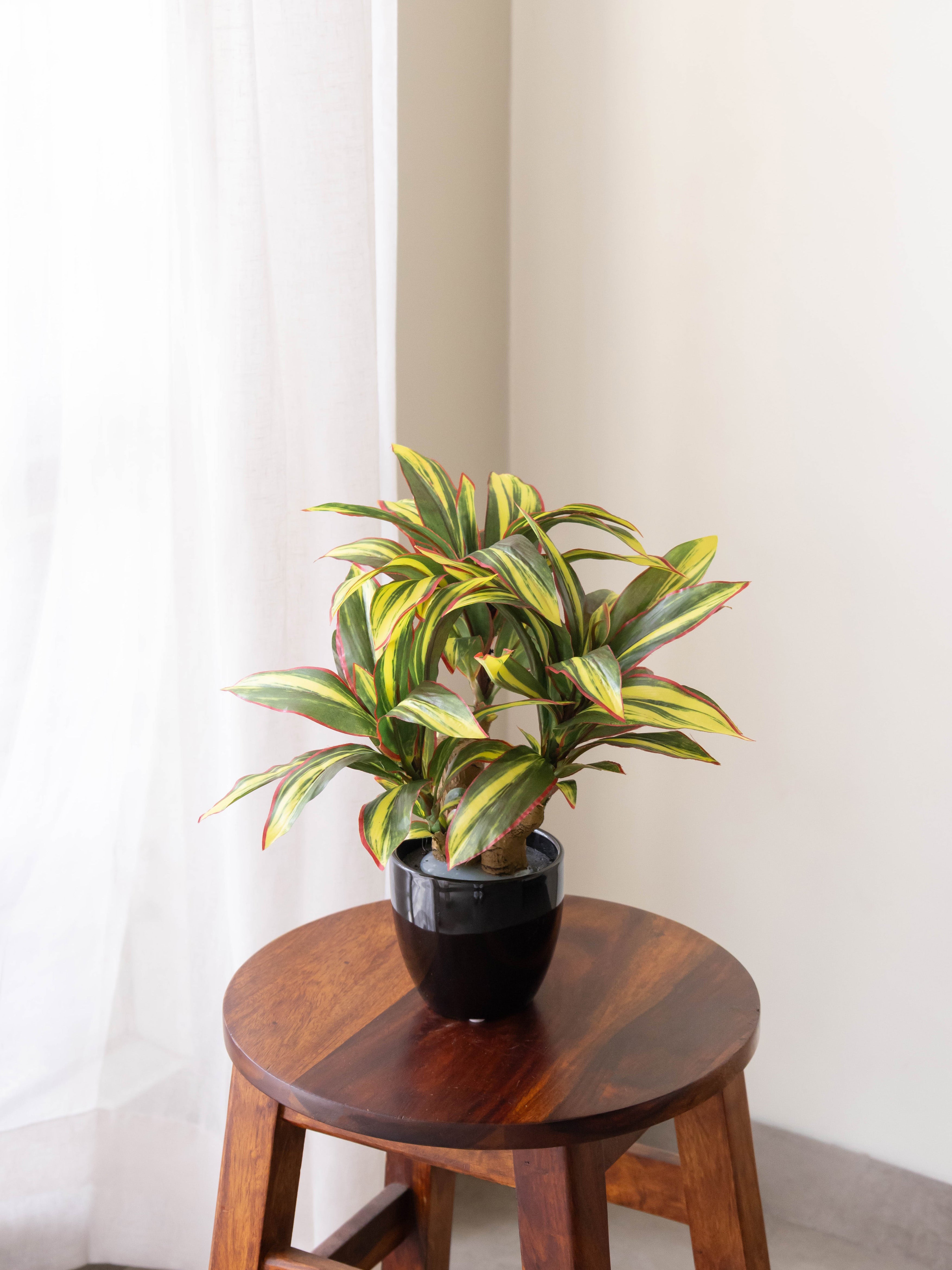 Artificial Dracaena Plant Bonsai 1.2ft
