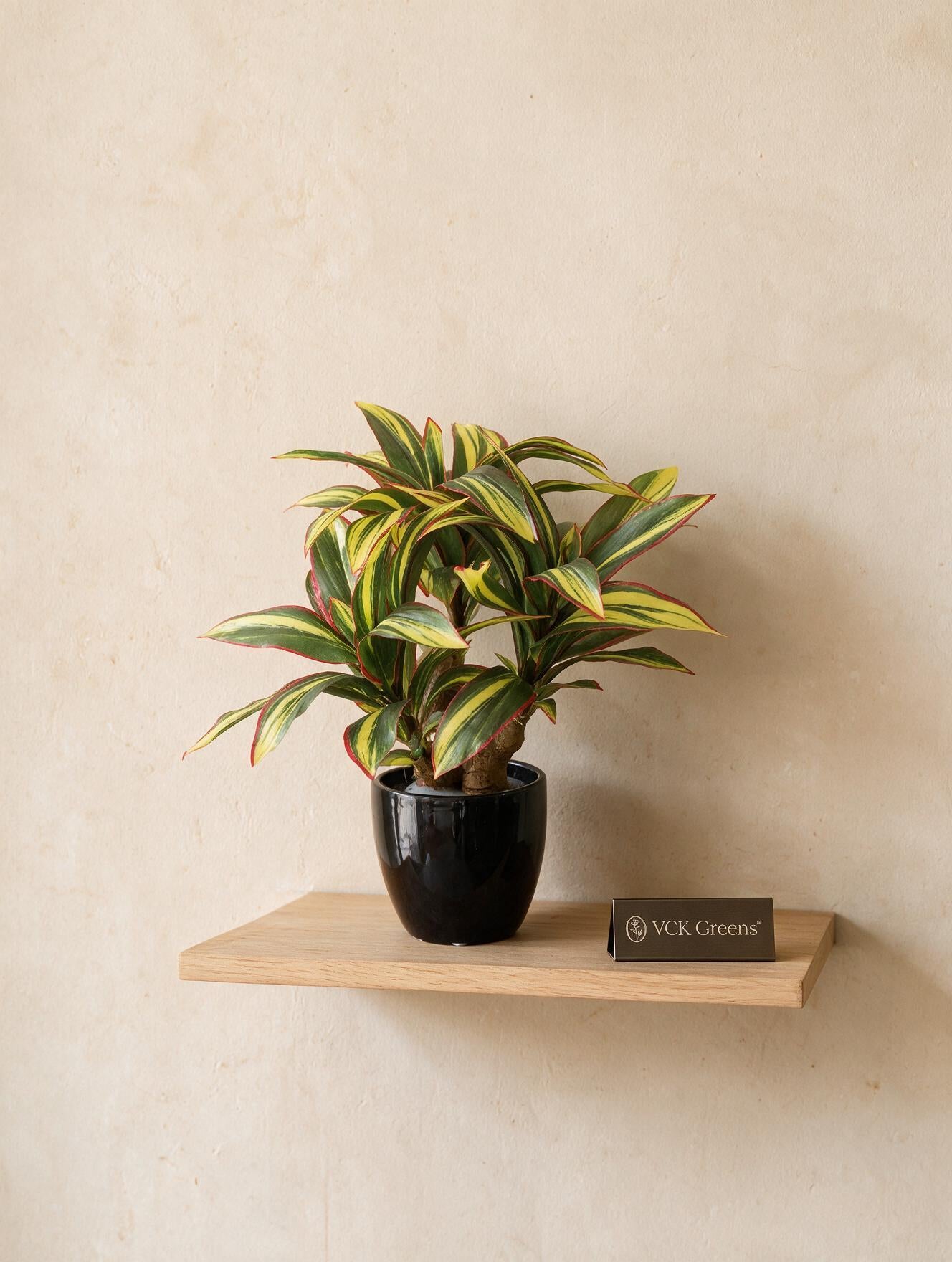 Artificial Dracaena Plant Bonsai 1.2ft