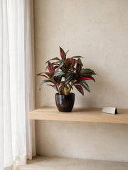 Artificial Crimson Dracaena Bonsai 1.2ft