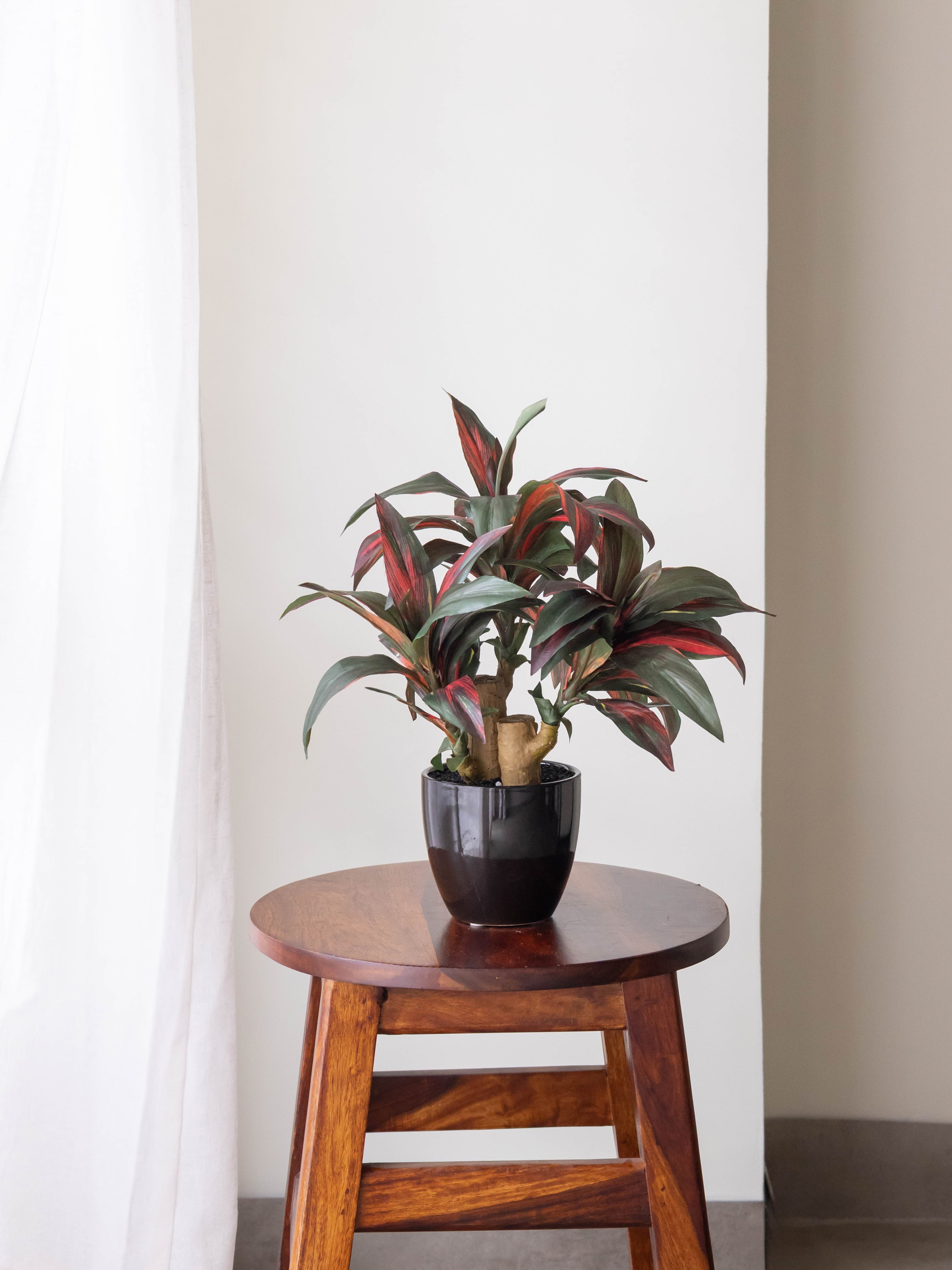 Artificial Crimson Dracaena Bonsai 1.2ft