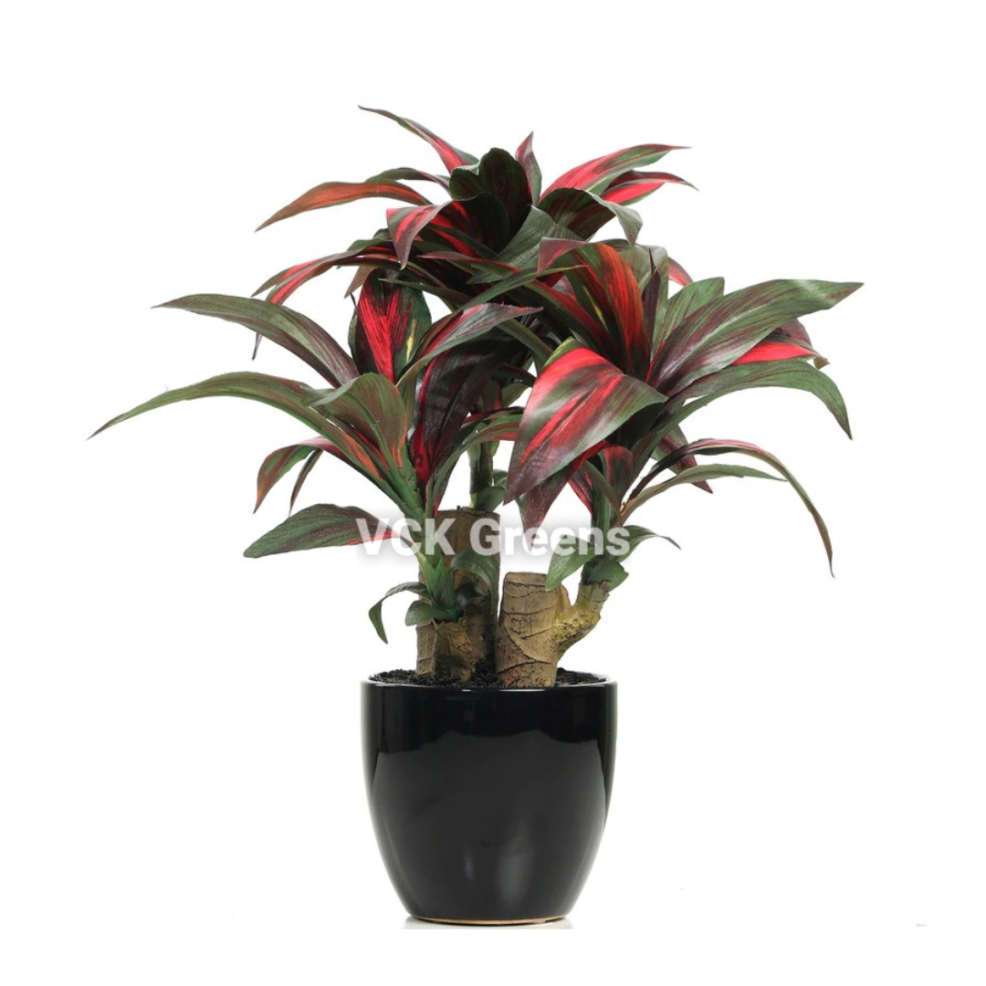 Artificial Dracaena Plant Bonsai 1.2 Feet