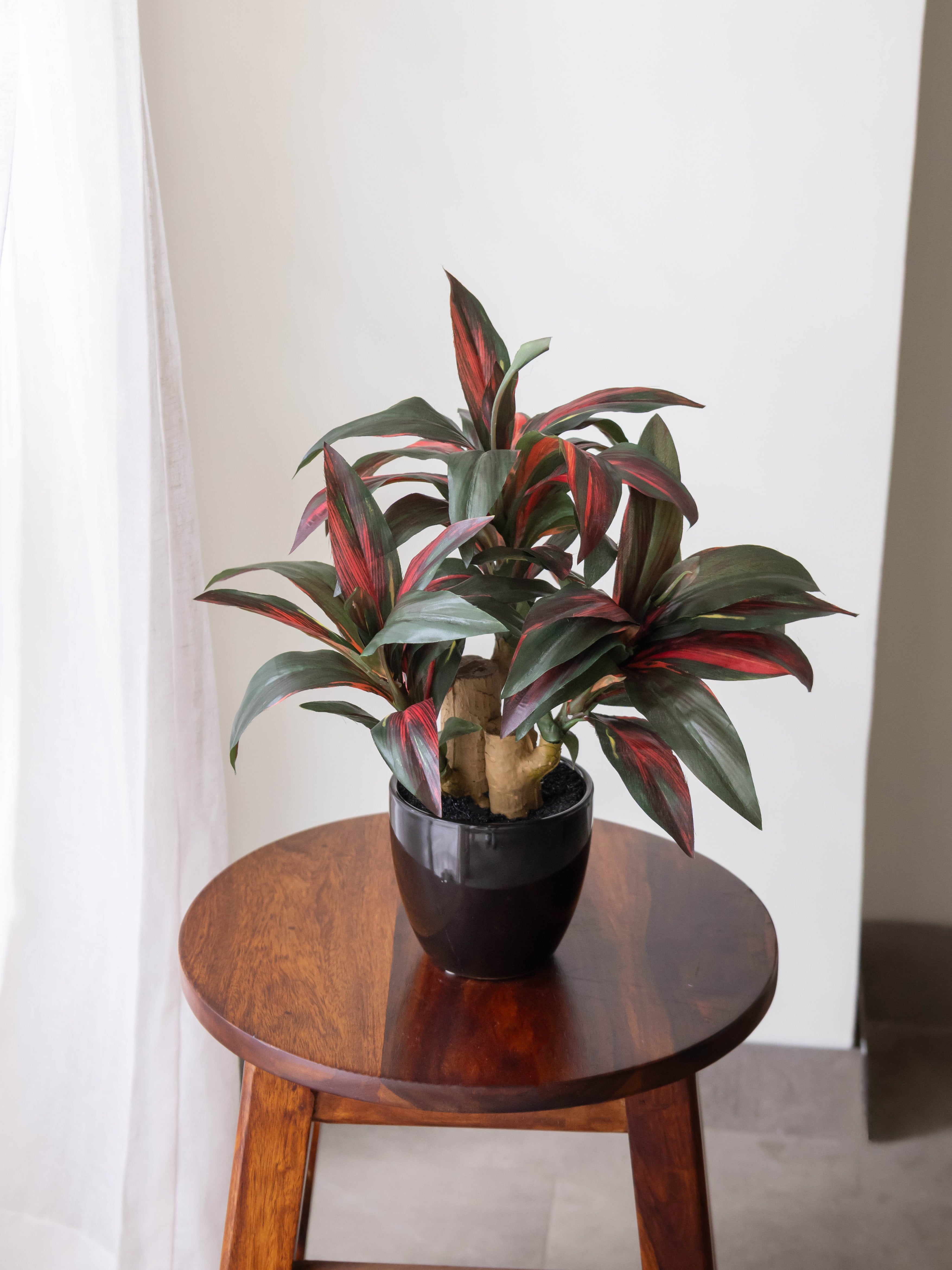 Artificial Crimson Dracaena Bonsai 1.2ft