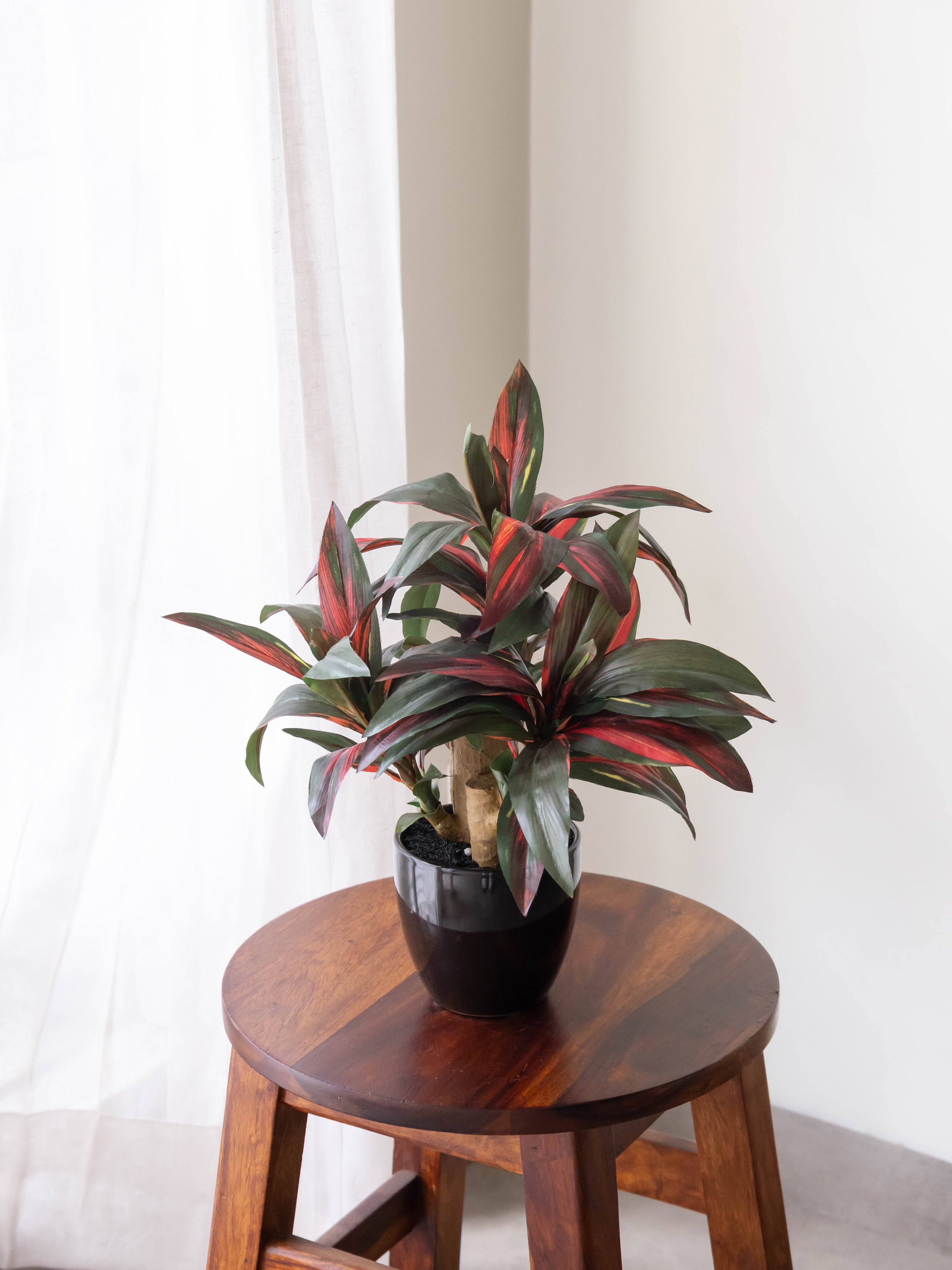 Artificial Crimson Dracaena Bonsai 1.2ft