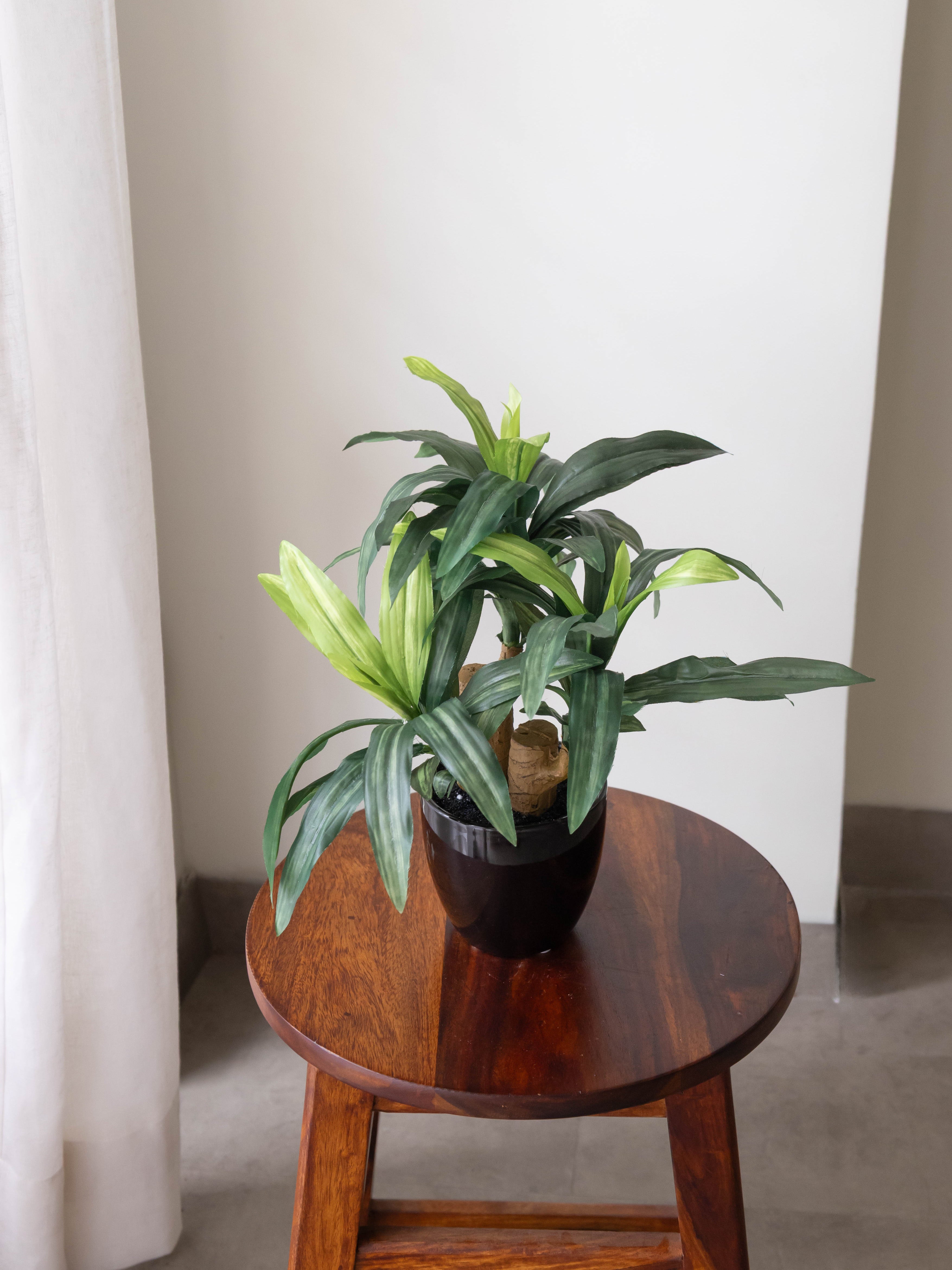 Artificial Green Dracaena Plant Bonsai 1.2ft