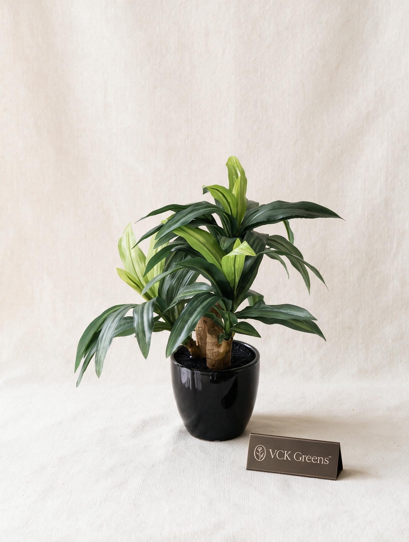 Artificial Green Dracaena Plant Bonsai 1.2ft
