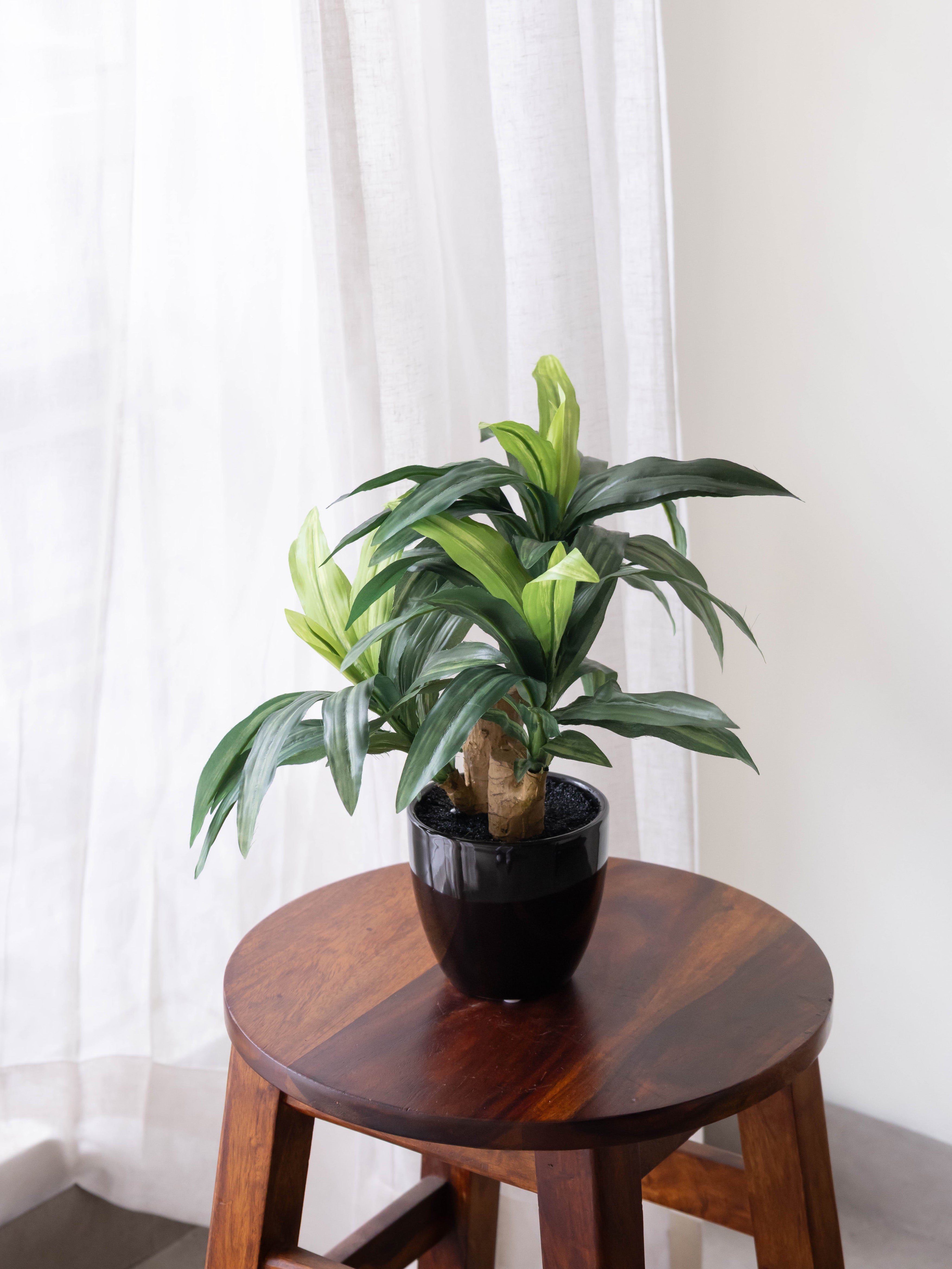 Artificial Green Dracaena Plant Bonsai 1.2ft