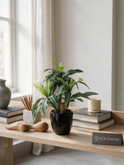 Artificial Green Dracaena Plant Bonsai 1.2ft