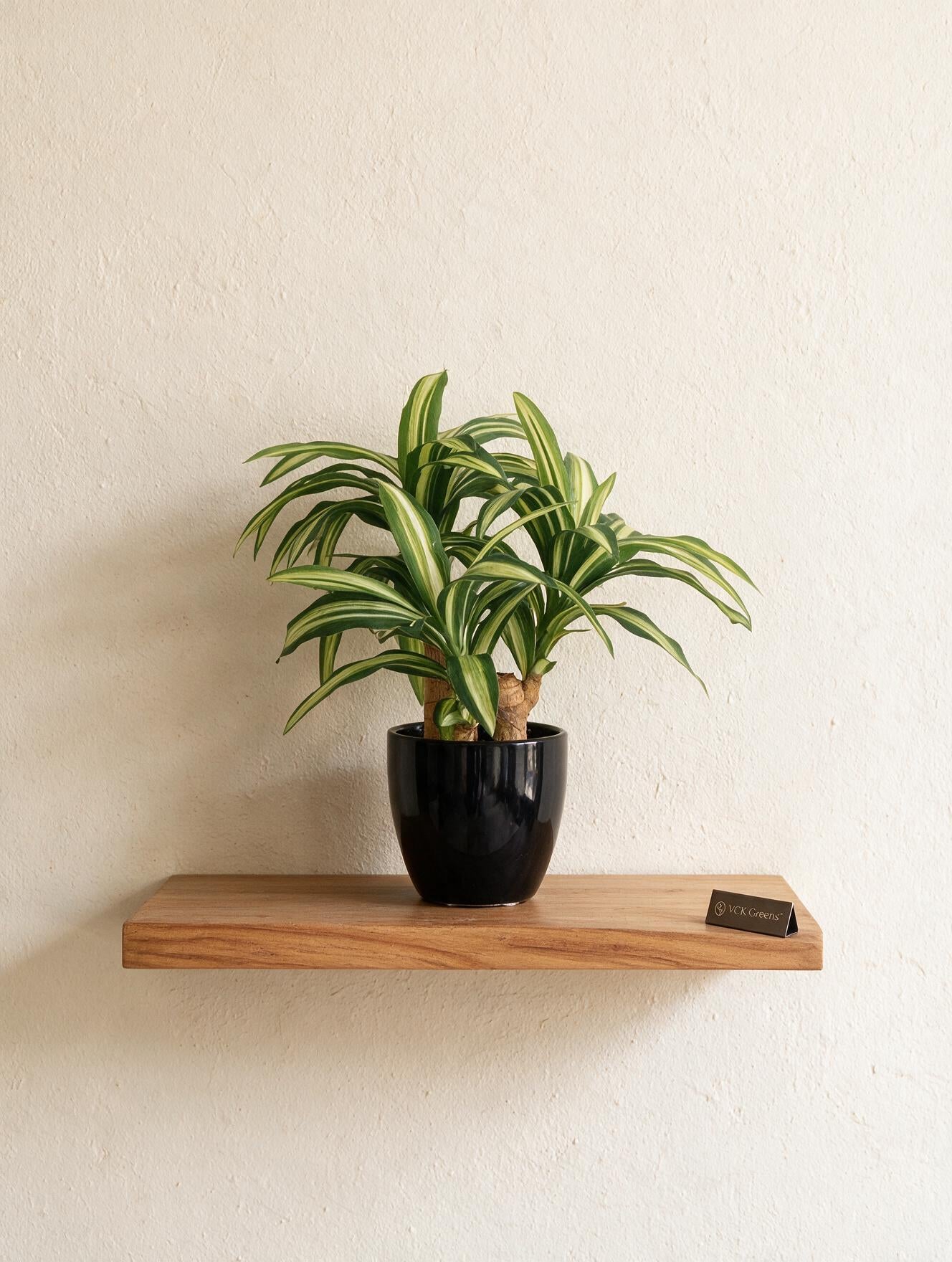 Artificial Dracaena Plant Bonsai 1.2ft