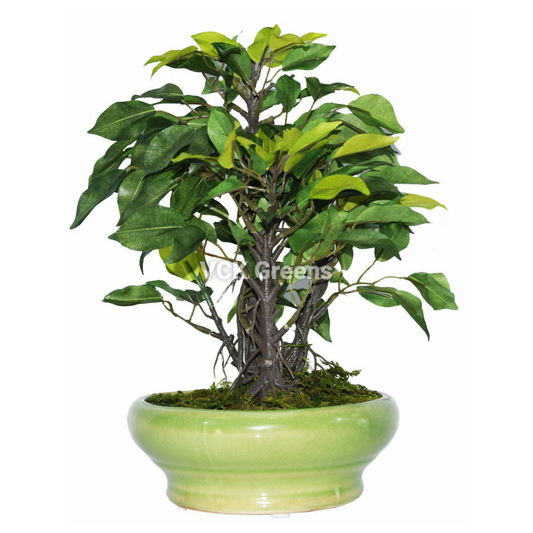 Artificial Green Ficus Bonsai 1ft