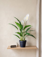 Artificial Peace Lily Accent Planter 2ft