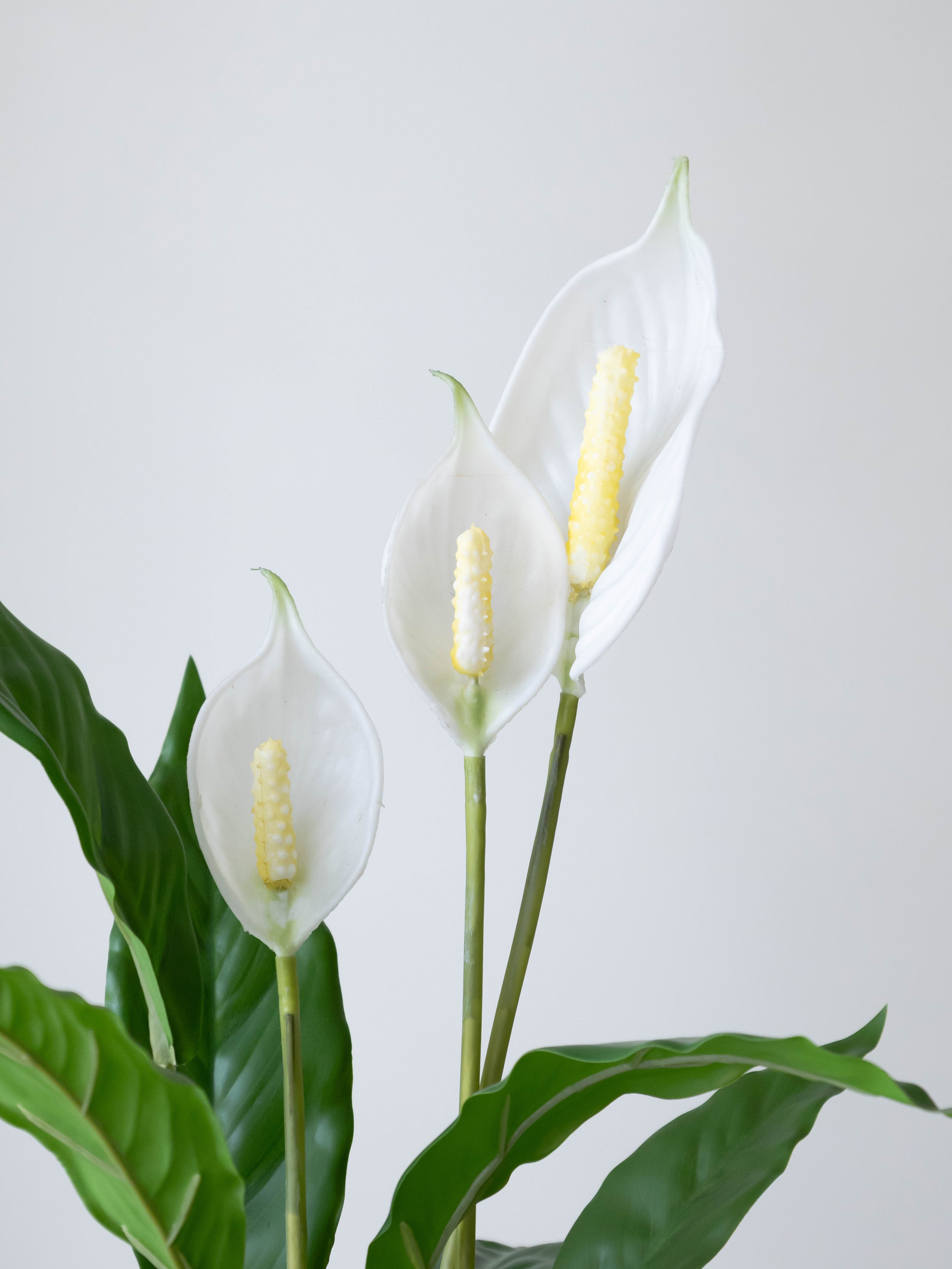 Artificial Peace Lily Accent Planter 2ft