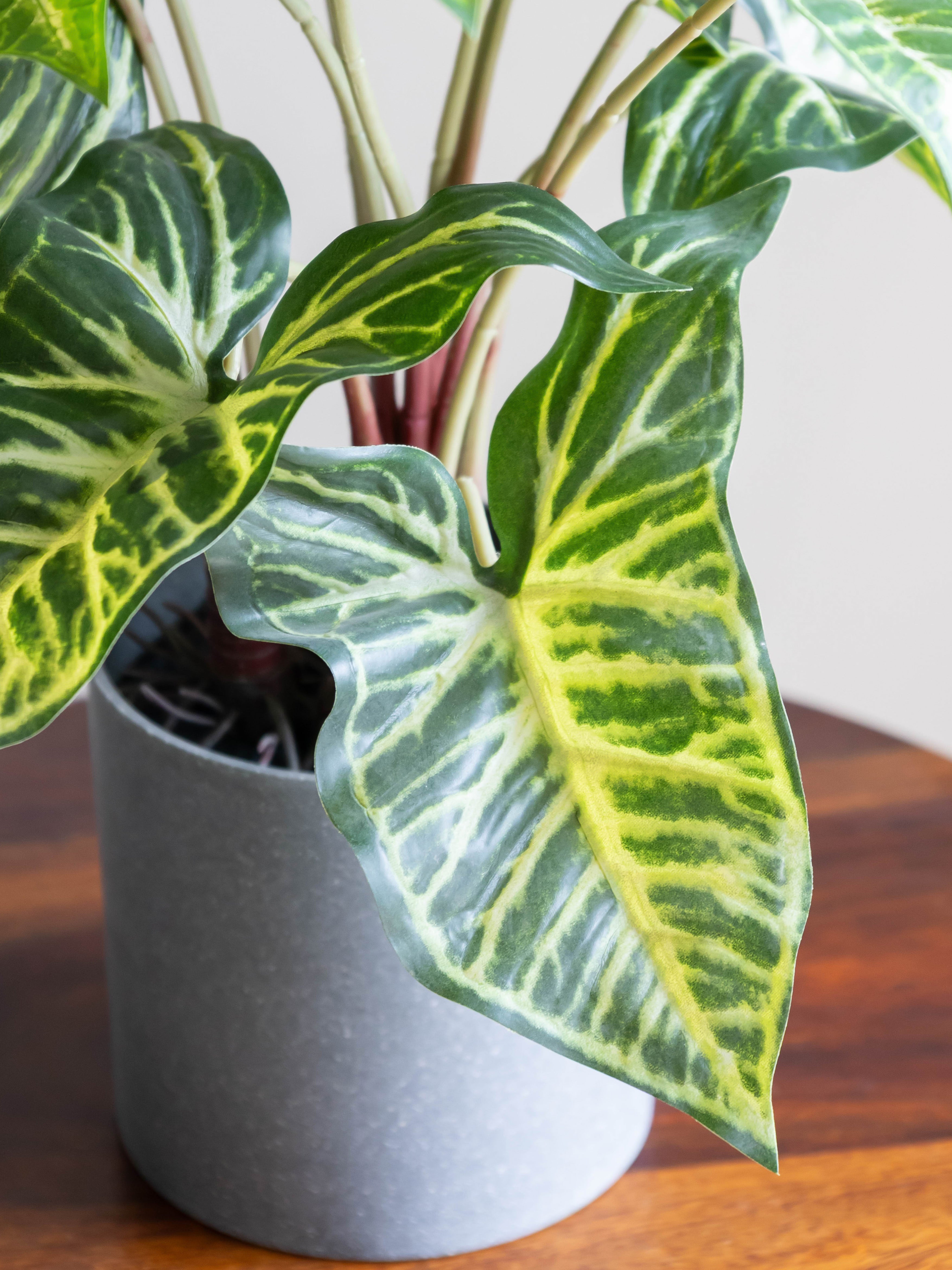 Artificial Syngonium Plant in Pot
