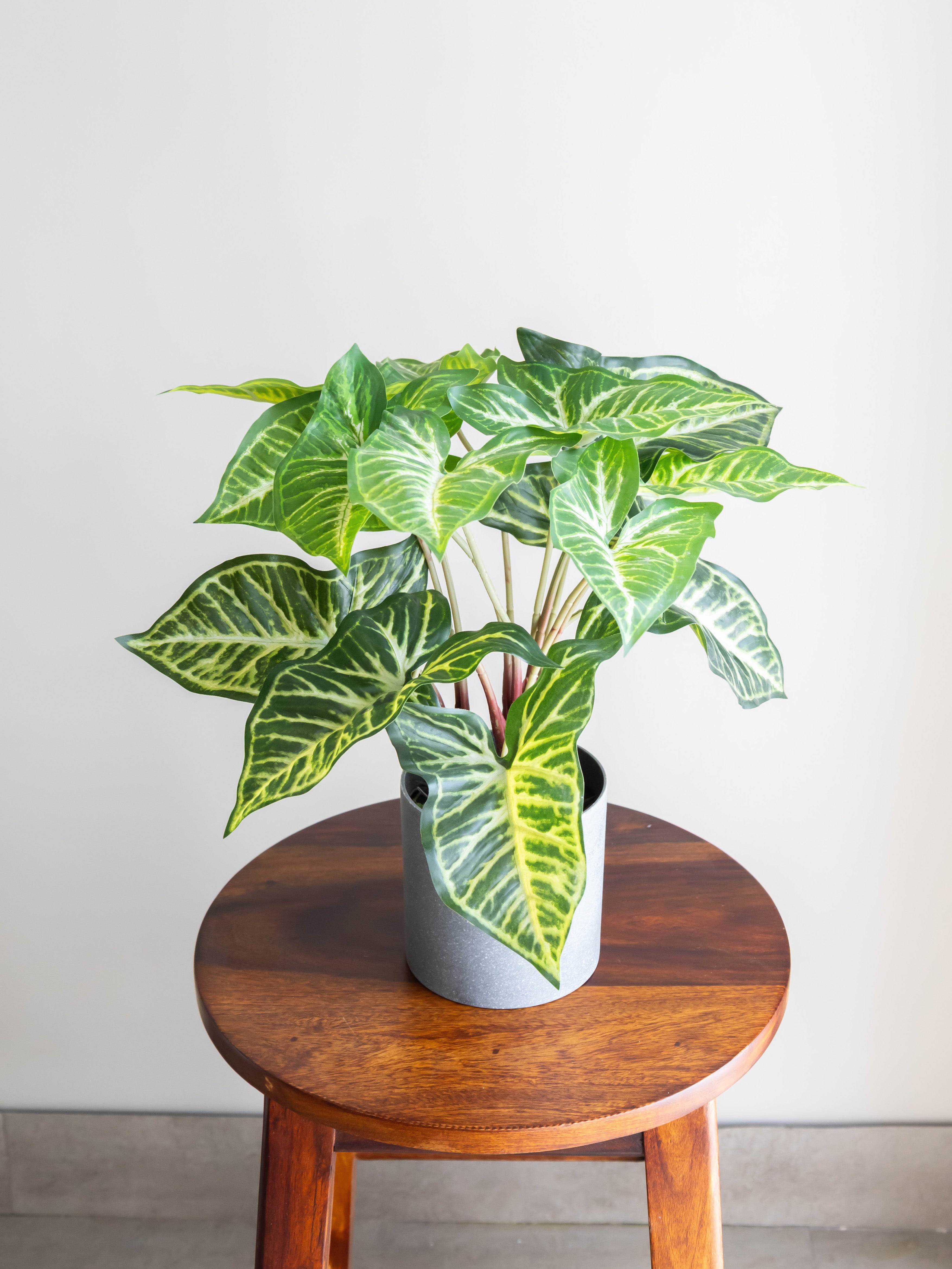 Artificial Syngonium Plant in Pot