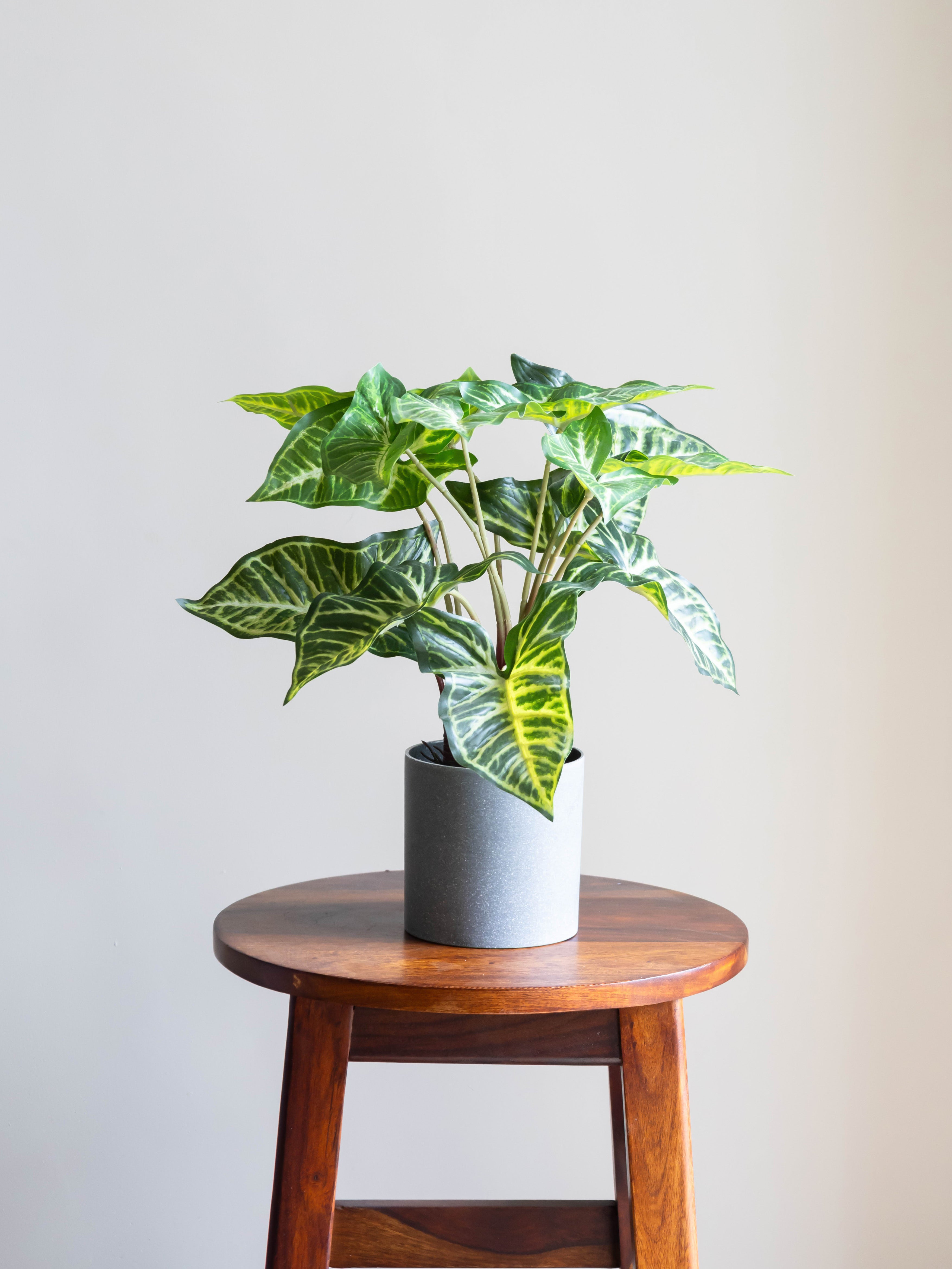 Artificial Syngonium Plant in Pot