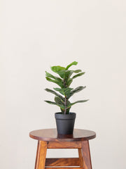 Artificial Fiddle Leaf Tabletop 1ft