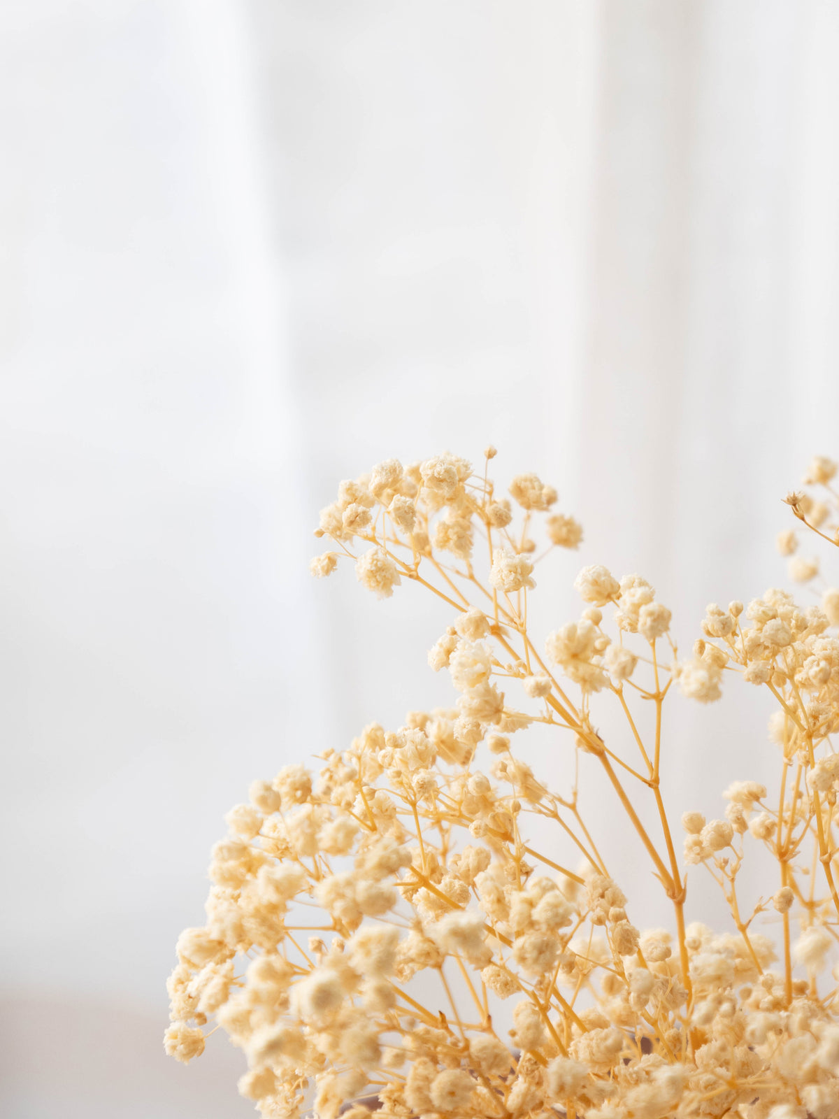 Preserved Baby’s Breath Table Top 24cm