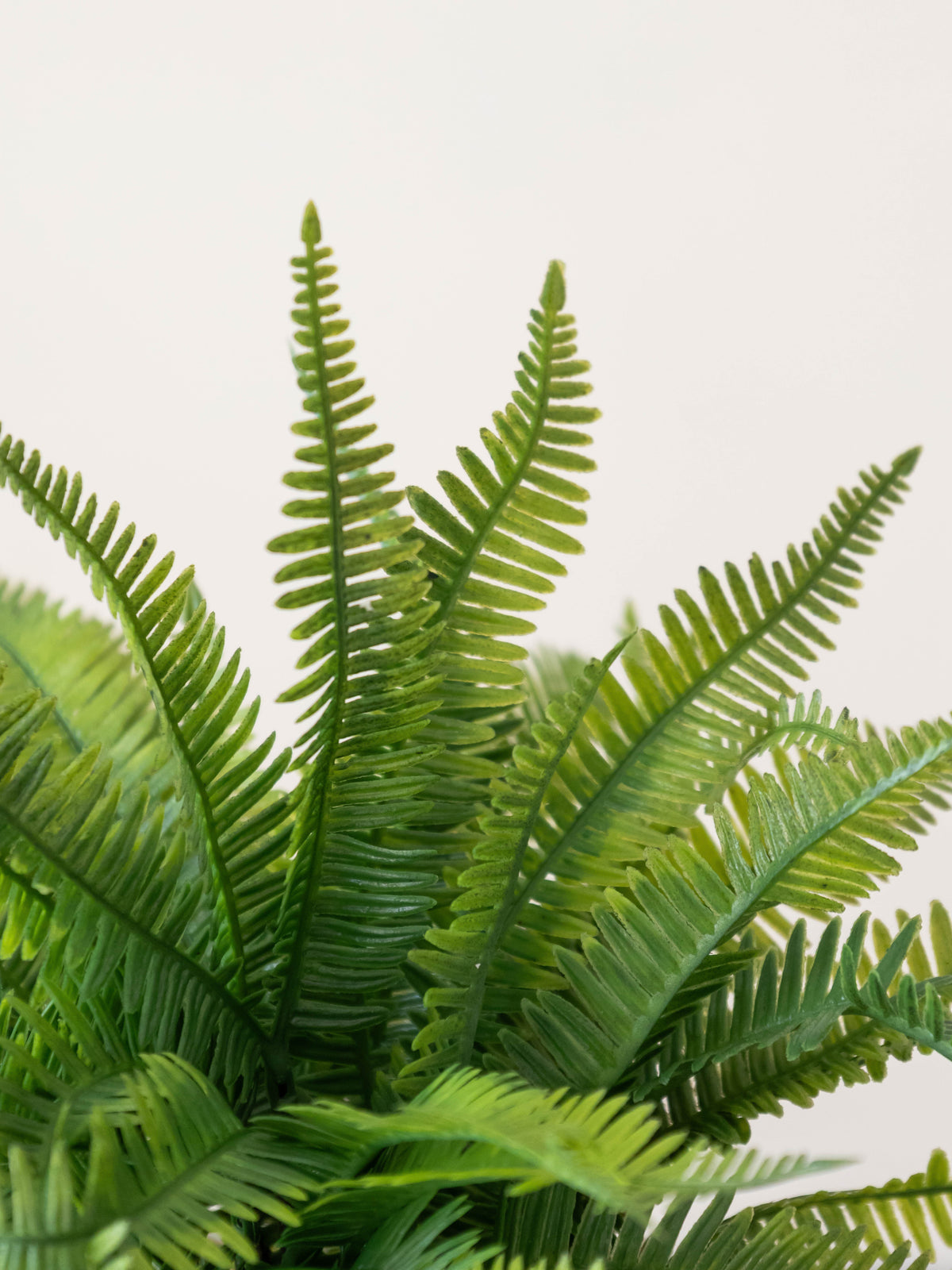Fern Whispers Tabletop Plant 1ft