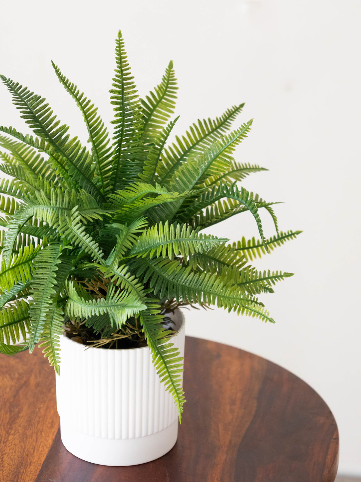 Fern Whispers Tabletop Plant 1ft