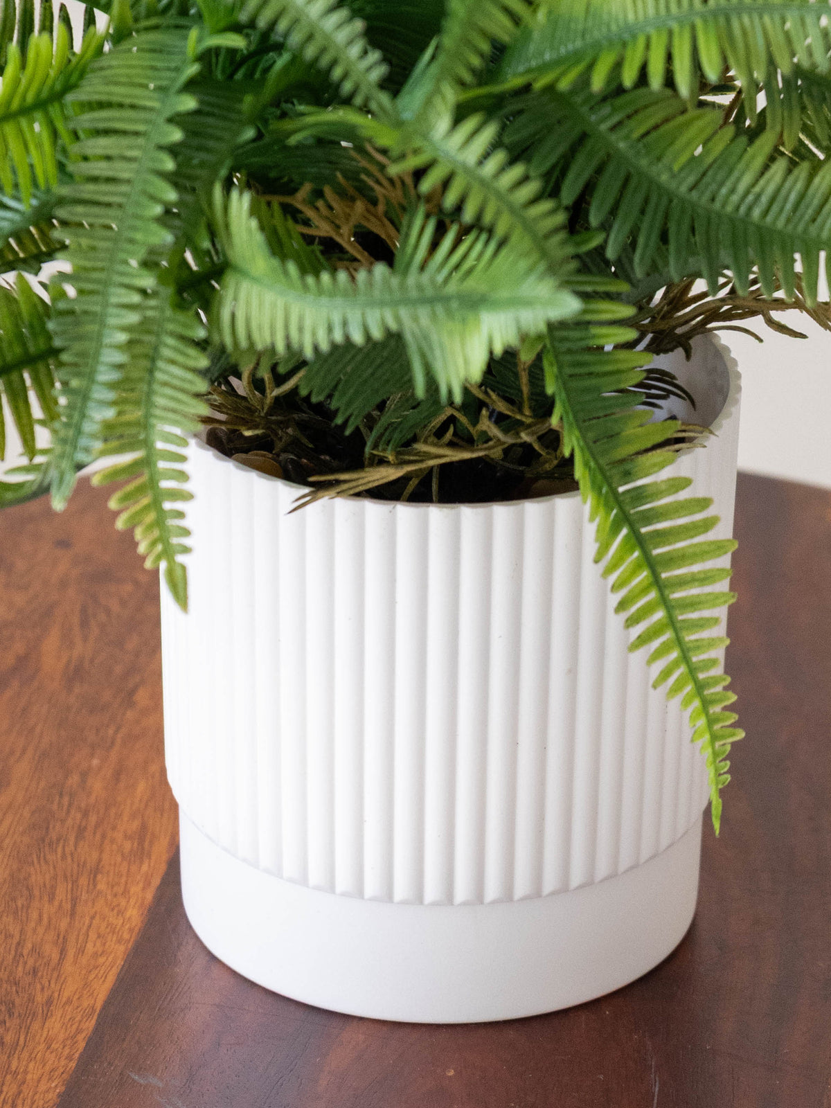 Fern Whispers Tabletop Plant 1ft