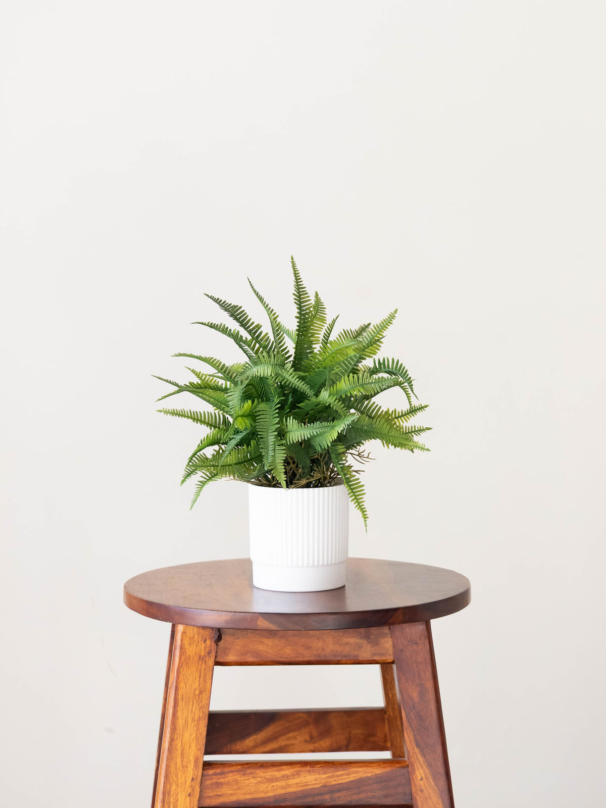 Fern Whispers Tabletop Plant 1ft