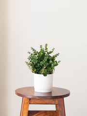 Artificial Eucalyptus Tabletop Plant 1ft