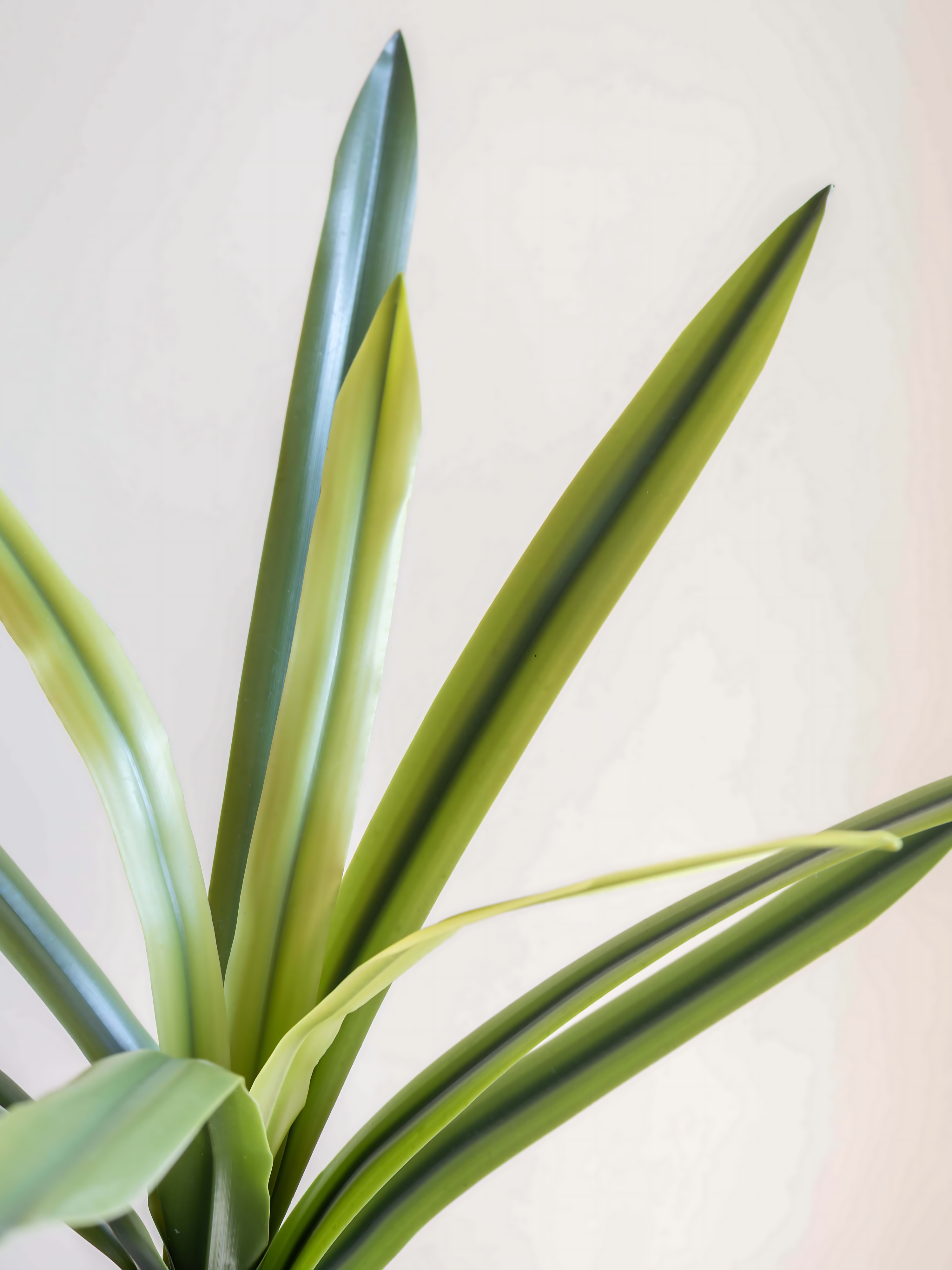 Artificial Amaryllidaceae Leaf Bunch 2ft