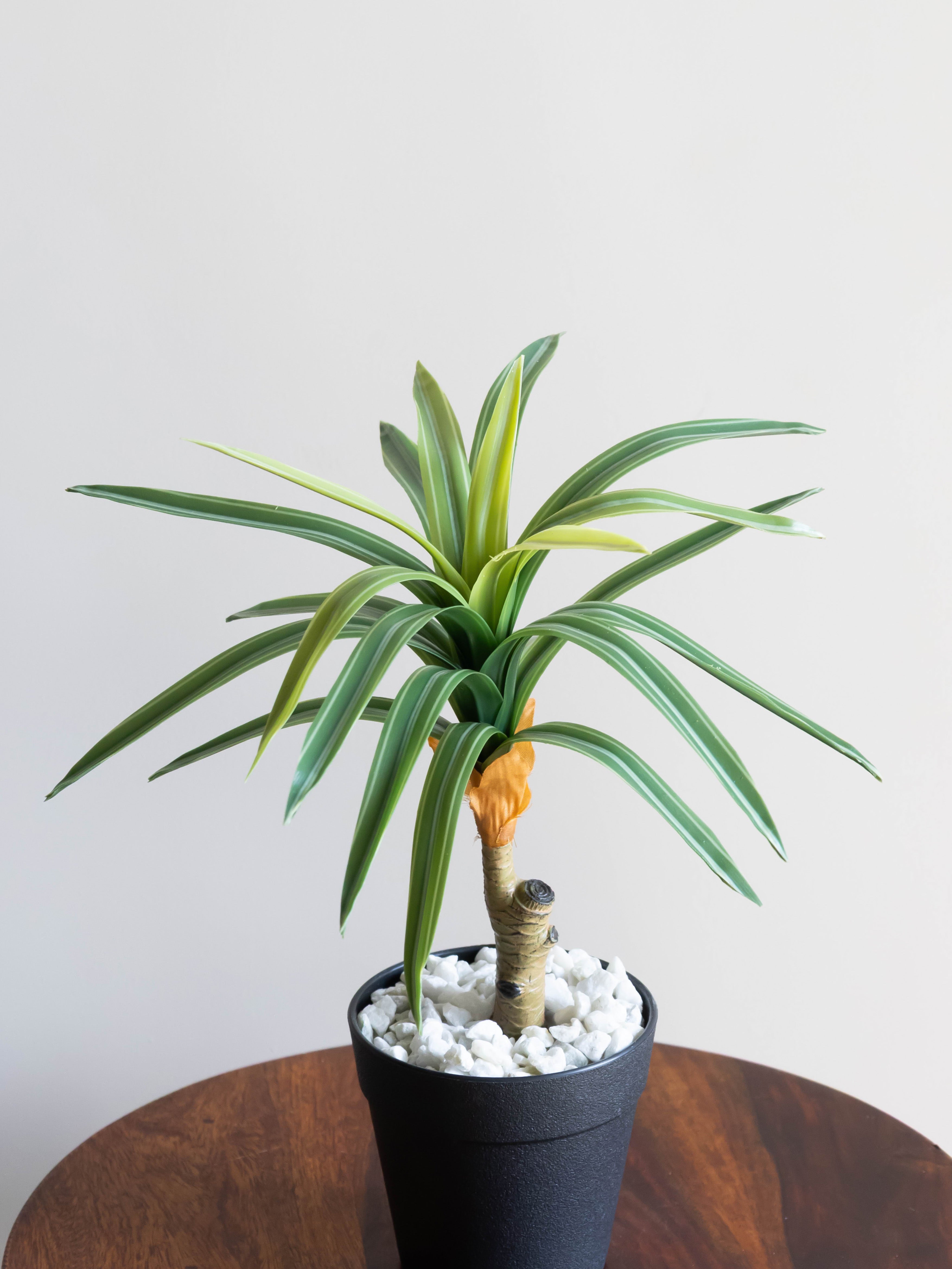 Artificial Dracaena Accent Plant 1ft
