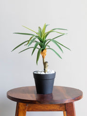 Artificial Dracaena Accent Plant 1ft