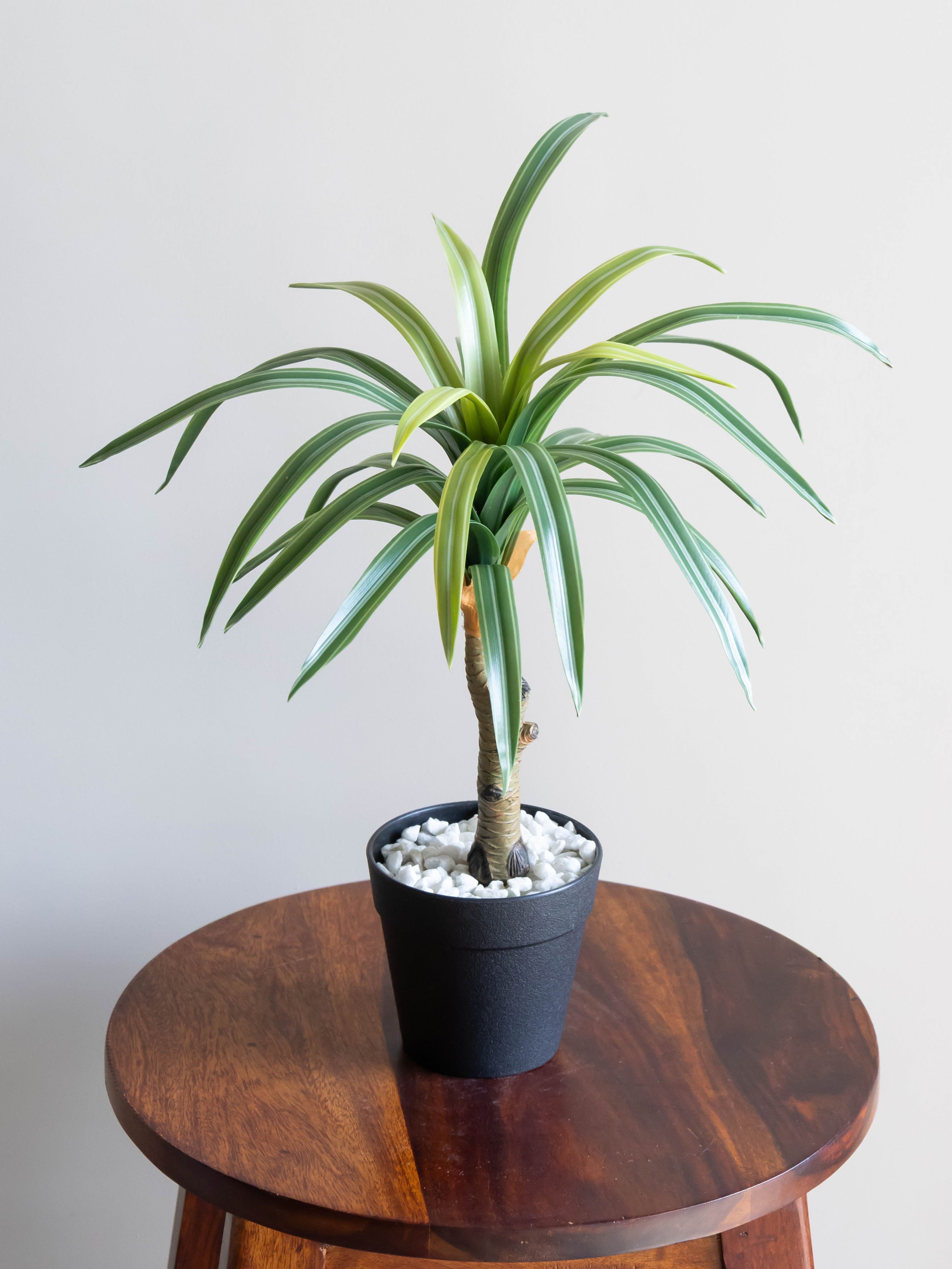 Artificial Dracaena Accent Plant 1.4ft
