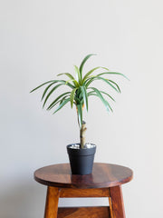 Artificial Dracaena Accent Plant 1.4ft