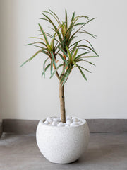 Artificial Dracaena Accent Plant 1.7ft